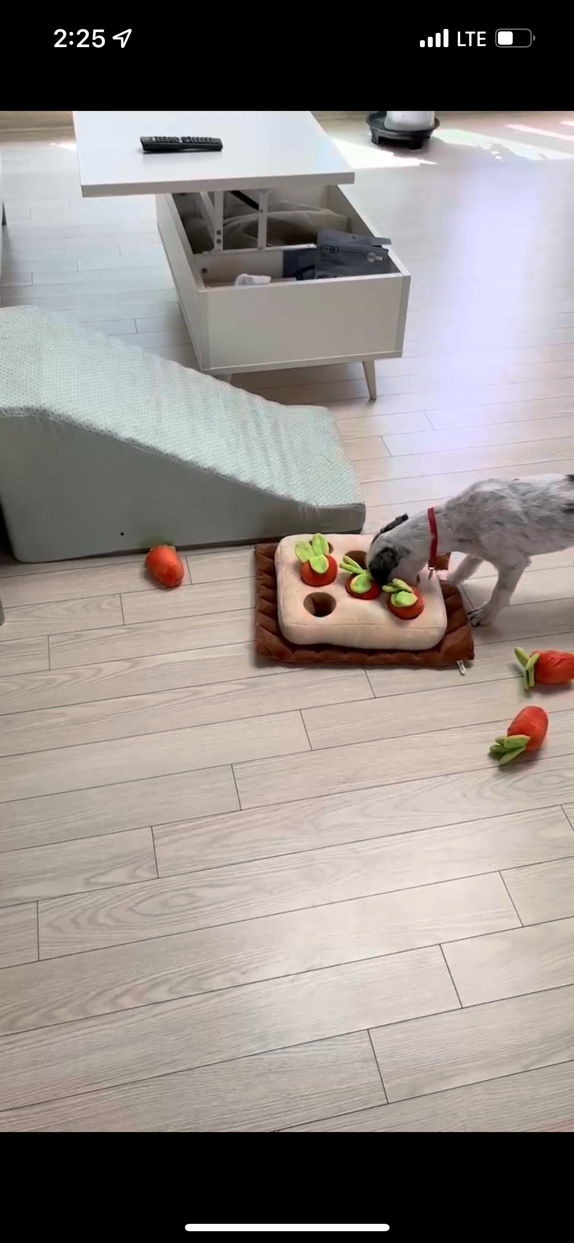 비뭉이(현 밀리) 입양 한달 후기