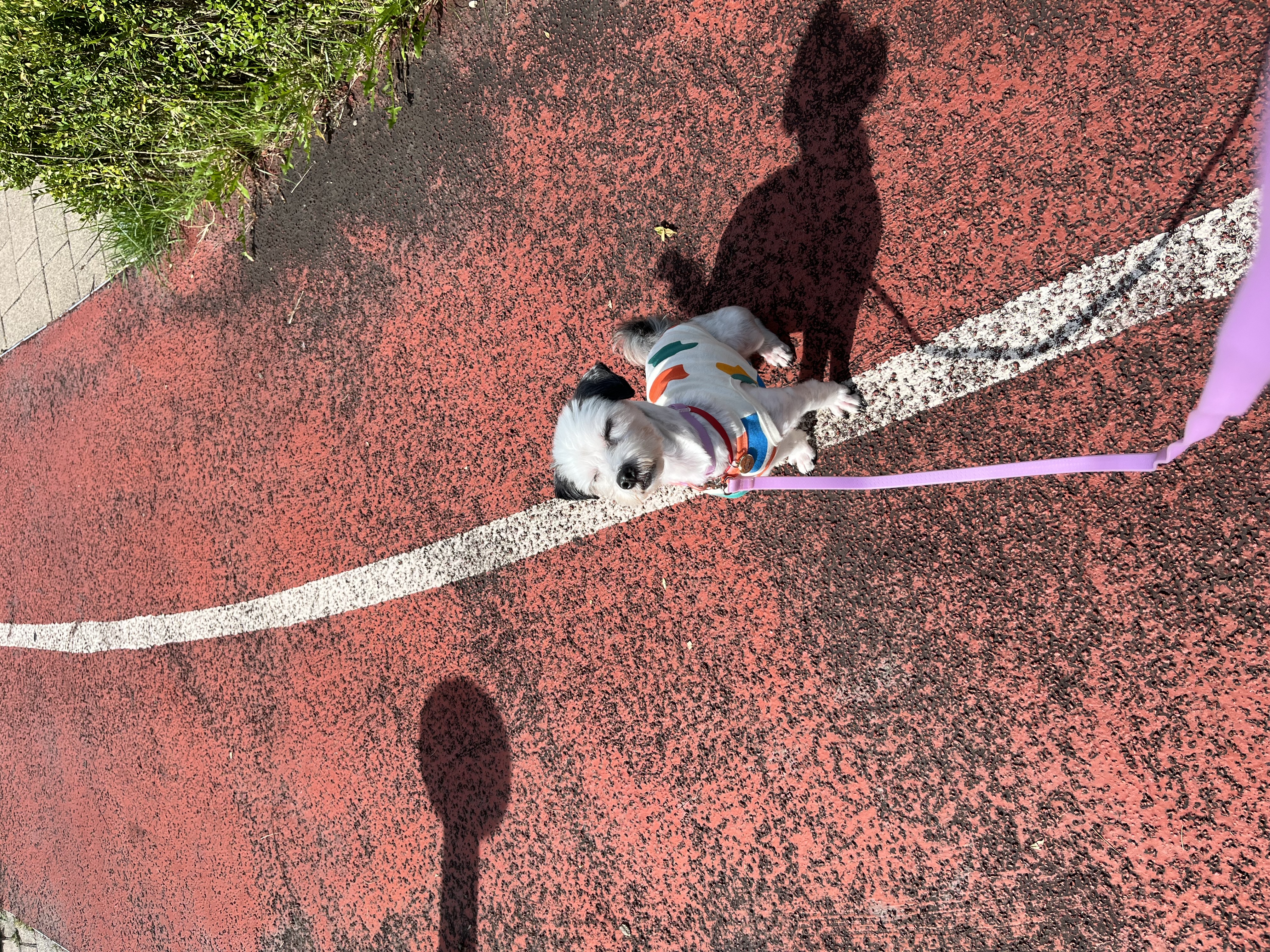 비뭉이(현 밀리) 입양 한달 후기