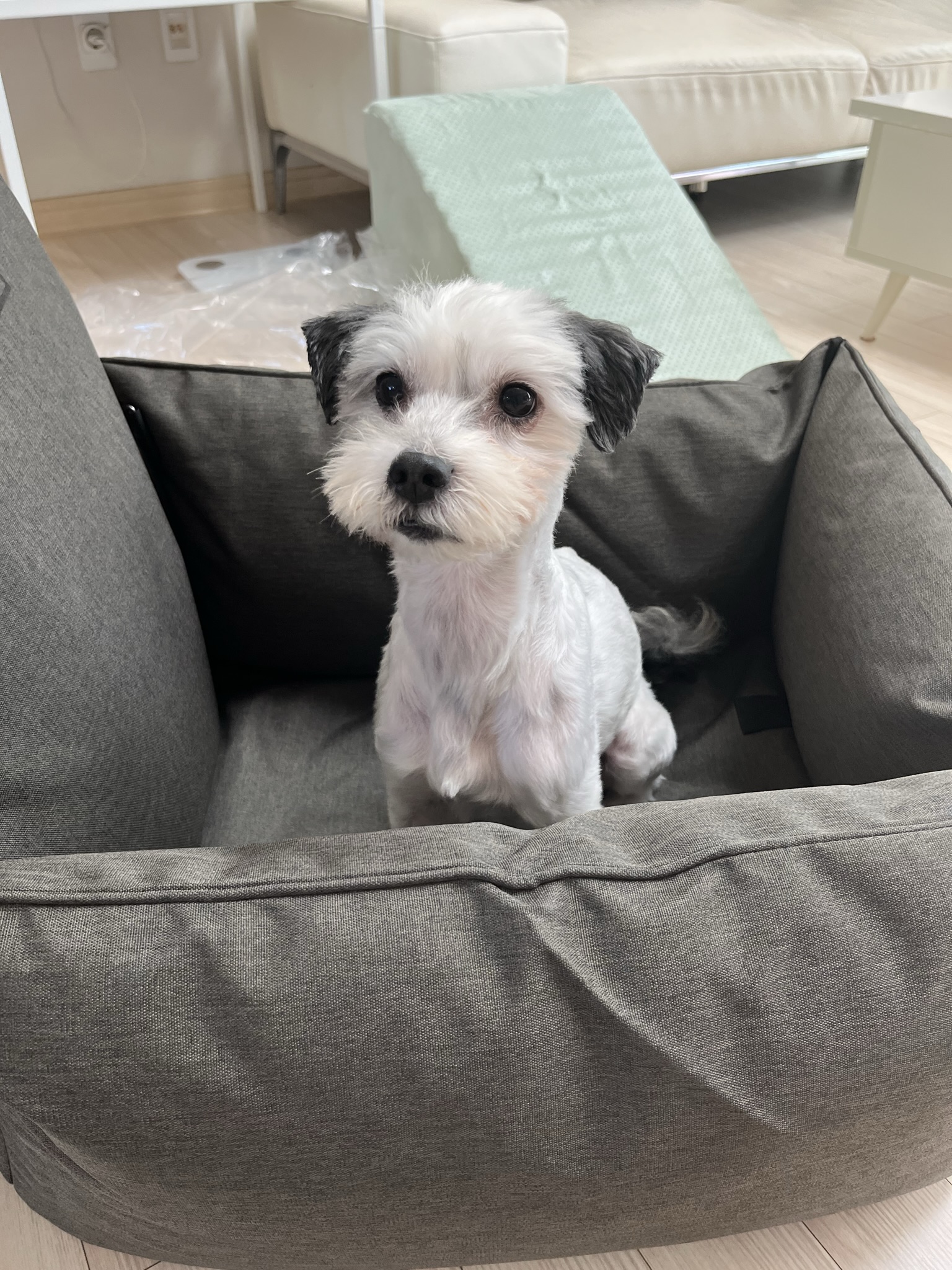 비뭉이(현 밀리) 입양 한달 후기