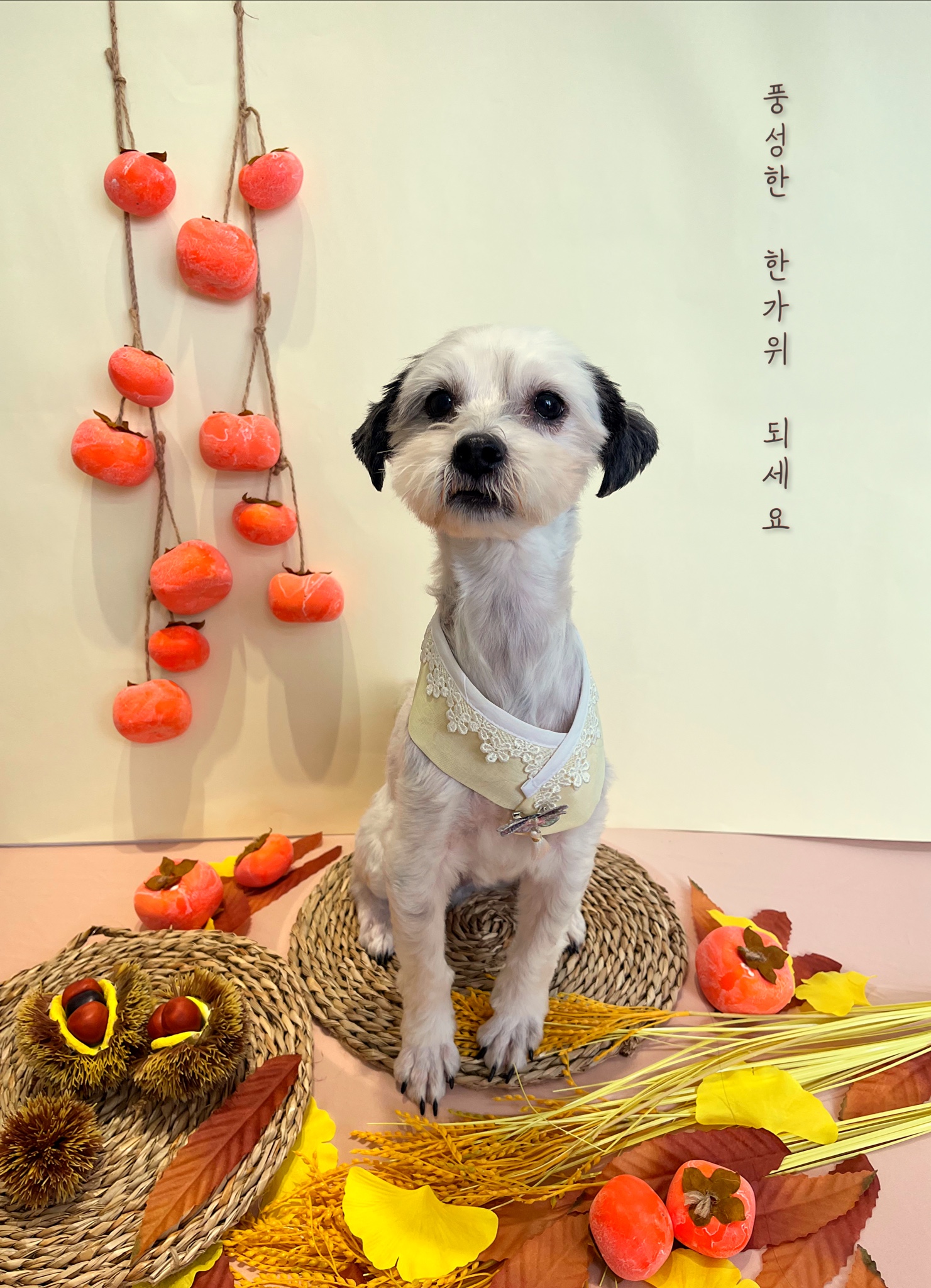 비뭉이(현 밀리) 입양 한달 후기