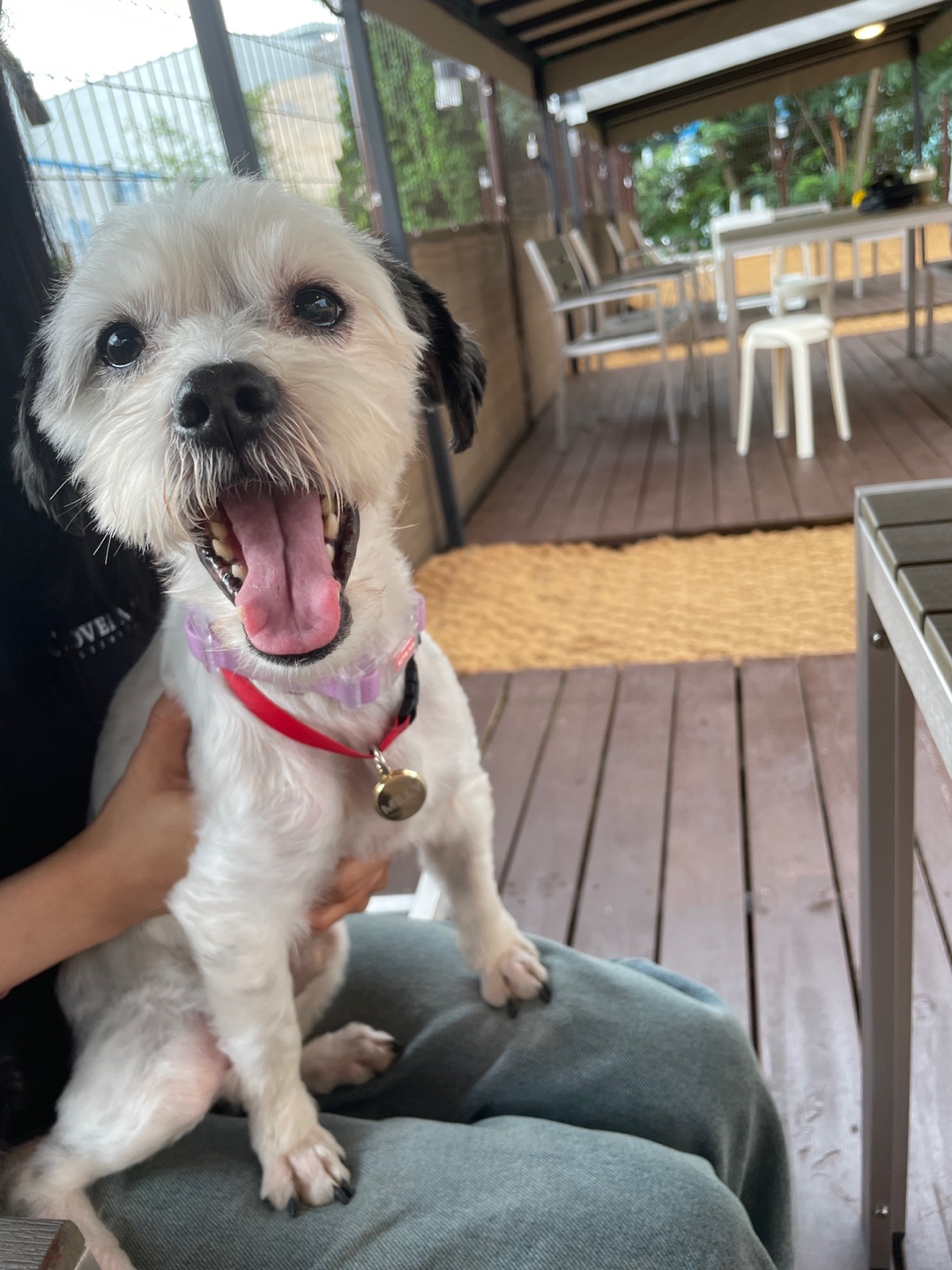 비뭉이(현 밀리) 입양 한달 후기