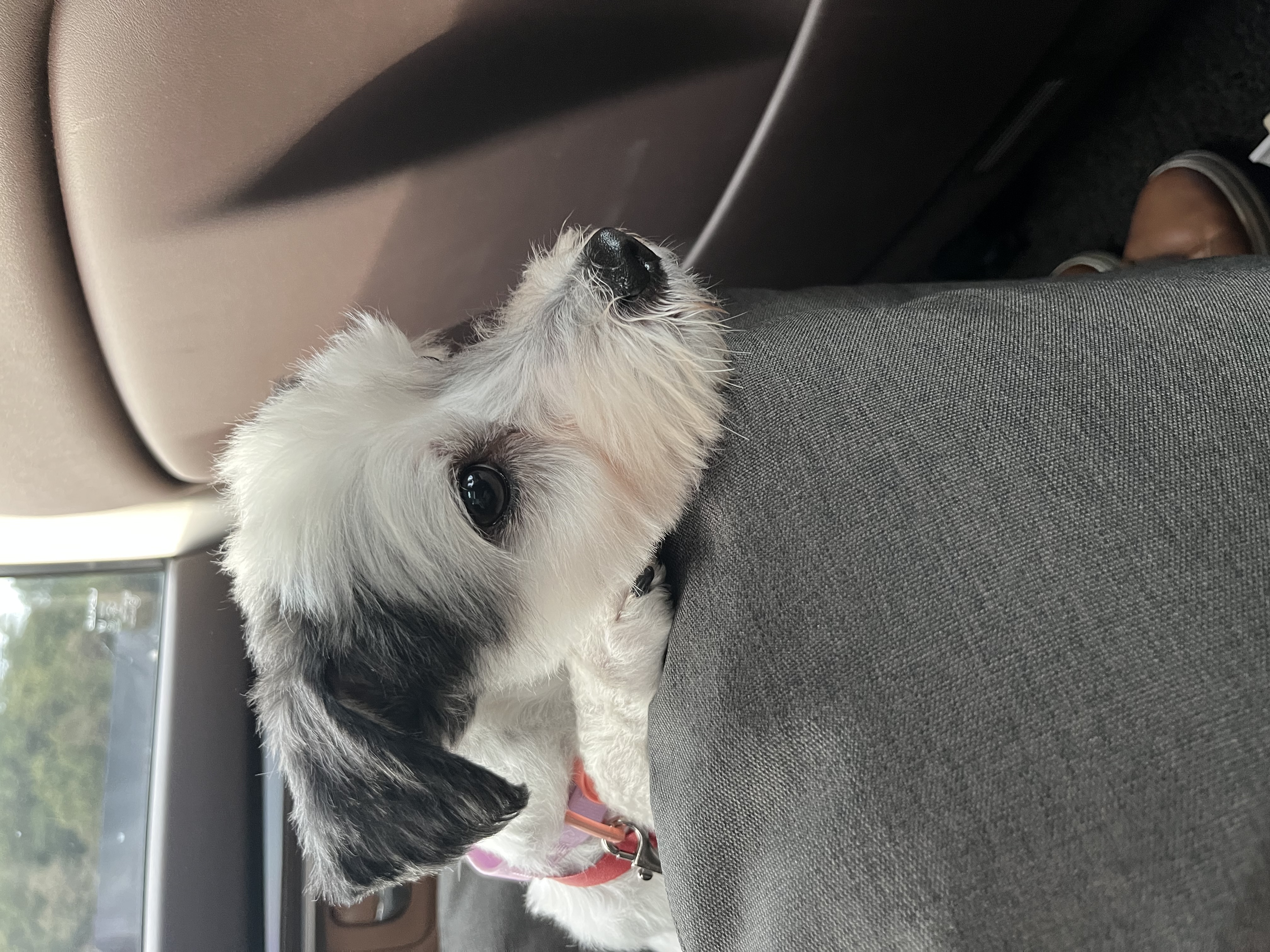 비뭉이(현 밀리) 입양 한달 후기