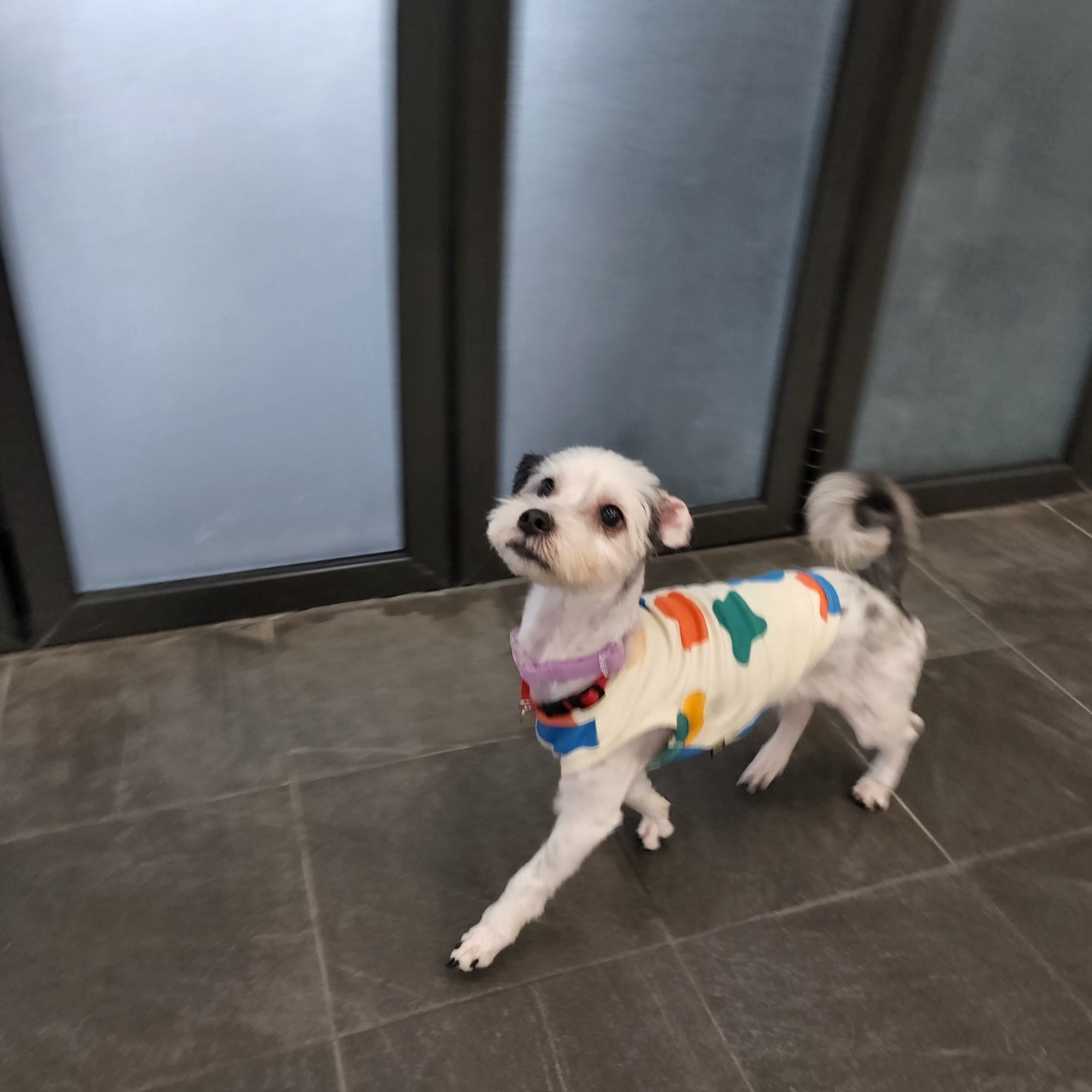 비뭉이(현 밀리) 입양 한달 후기