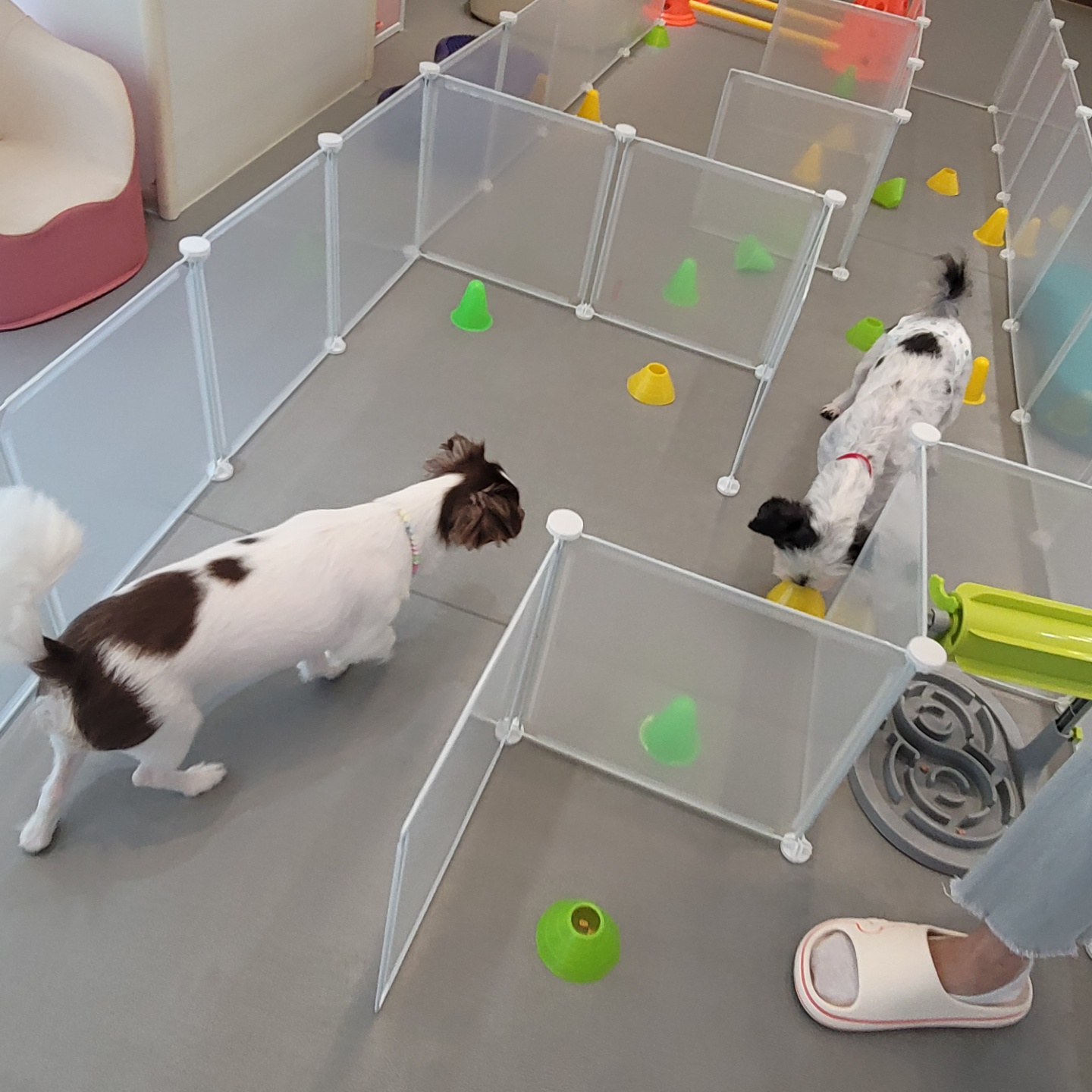 비뭉이(현 밀리) 입양 한달 후기