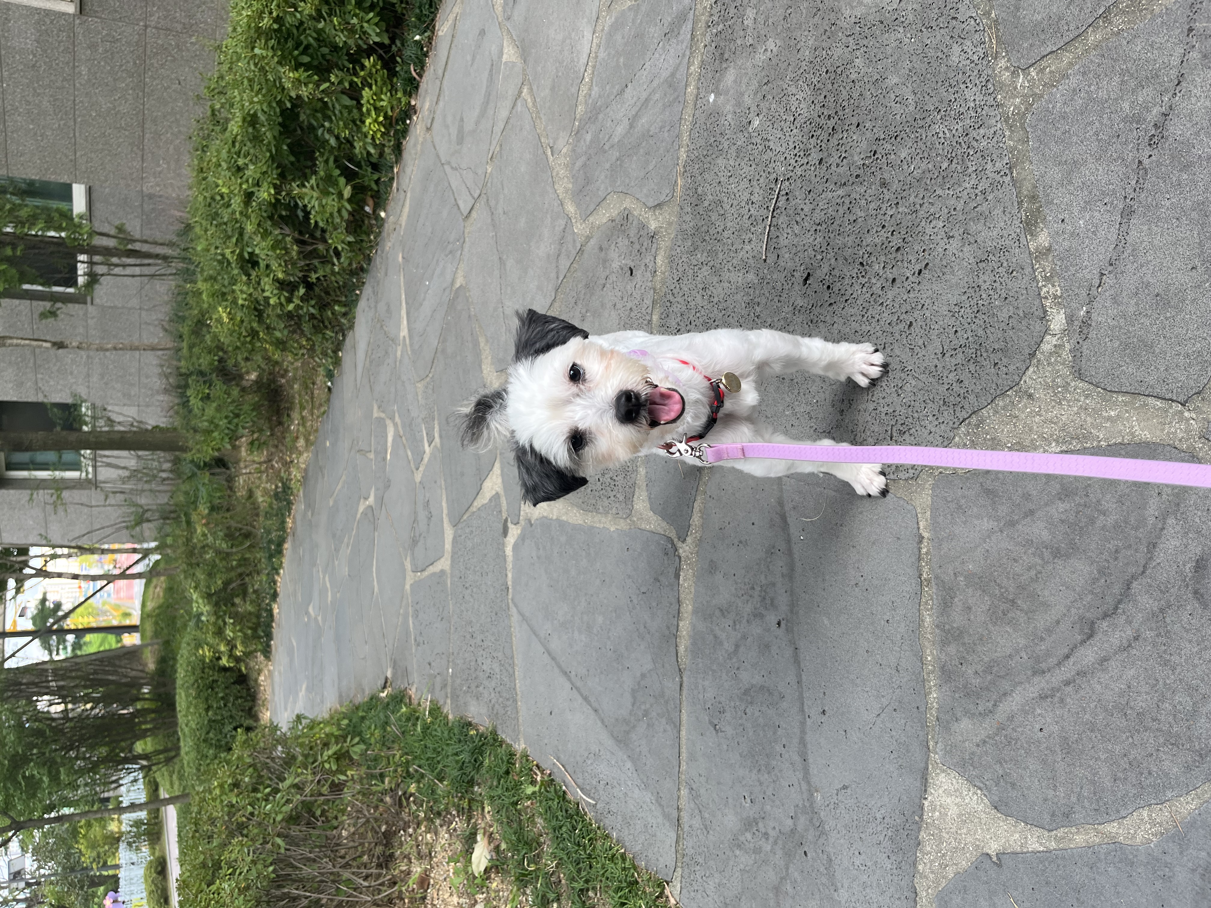 비뭉이(현 밀리) 입양 한달 후기