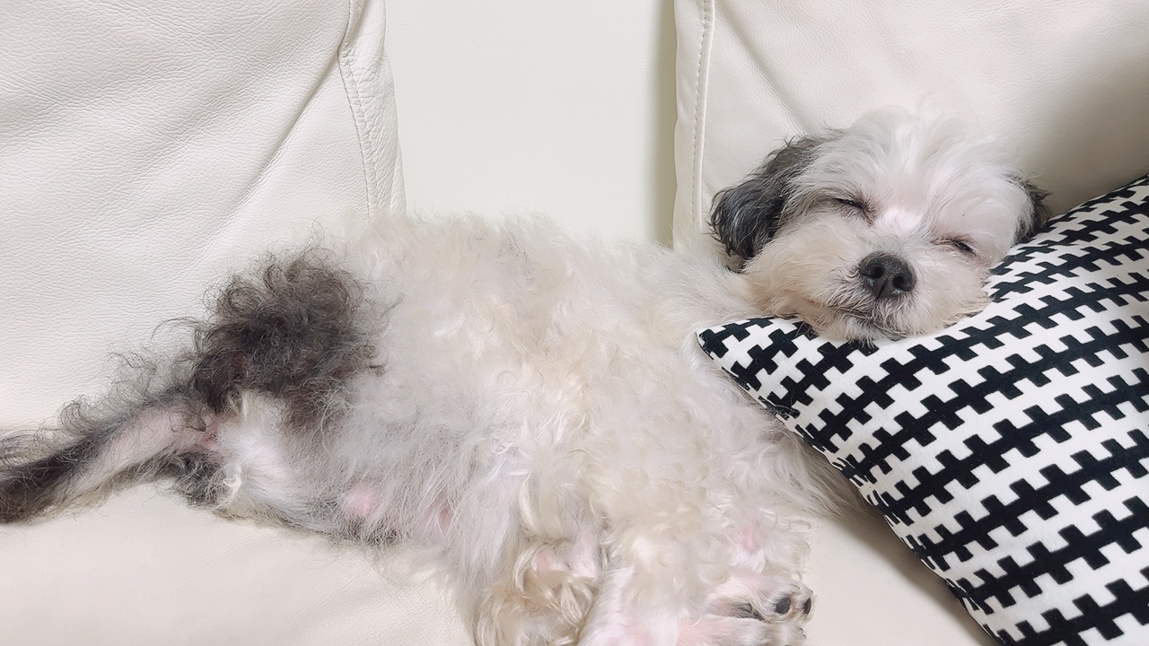 비뭉이(현 밀리) 입양 한달 후기