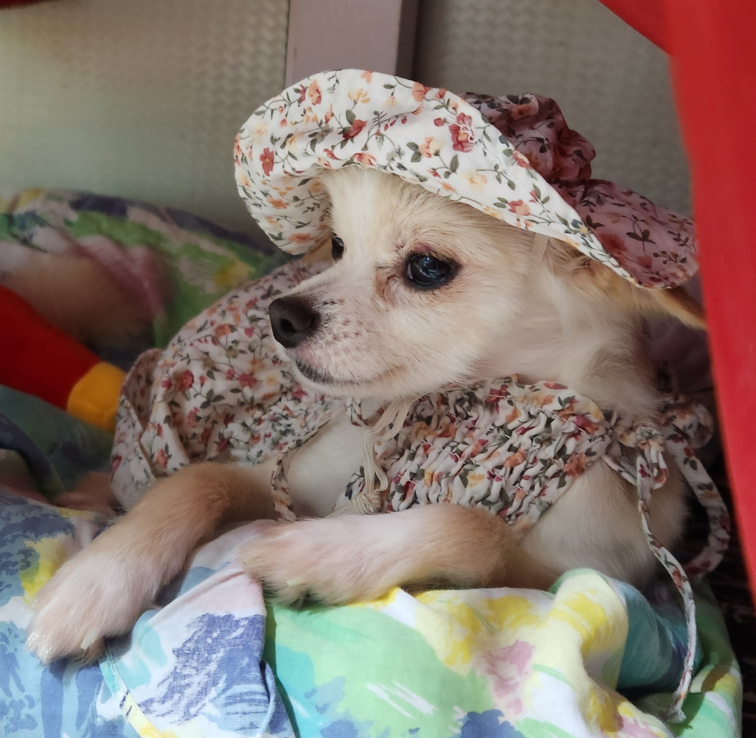 토리(가나)와의  한달후기ᆢ