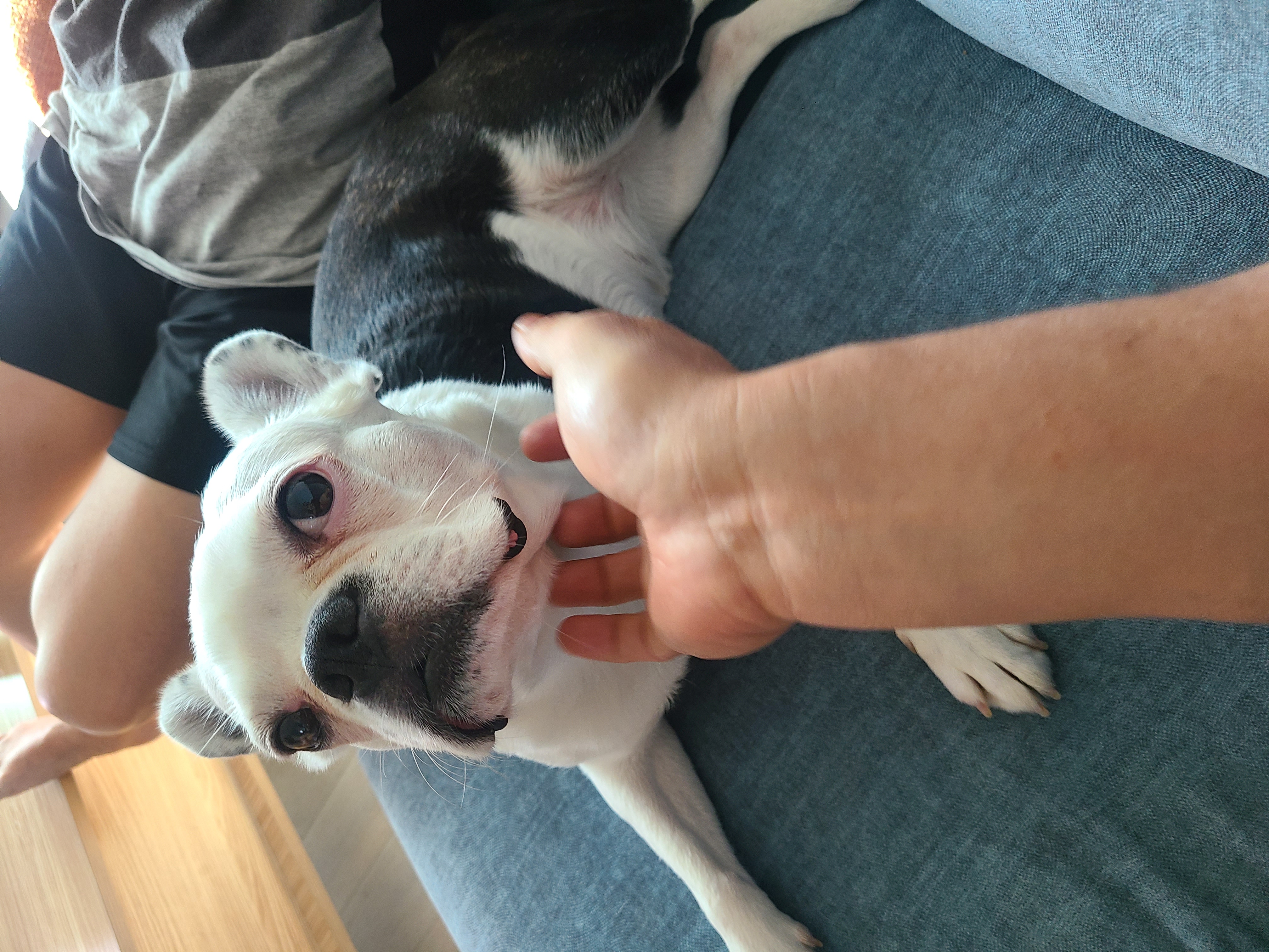 애둥이 일곱 달 이야기.