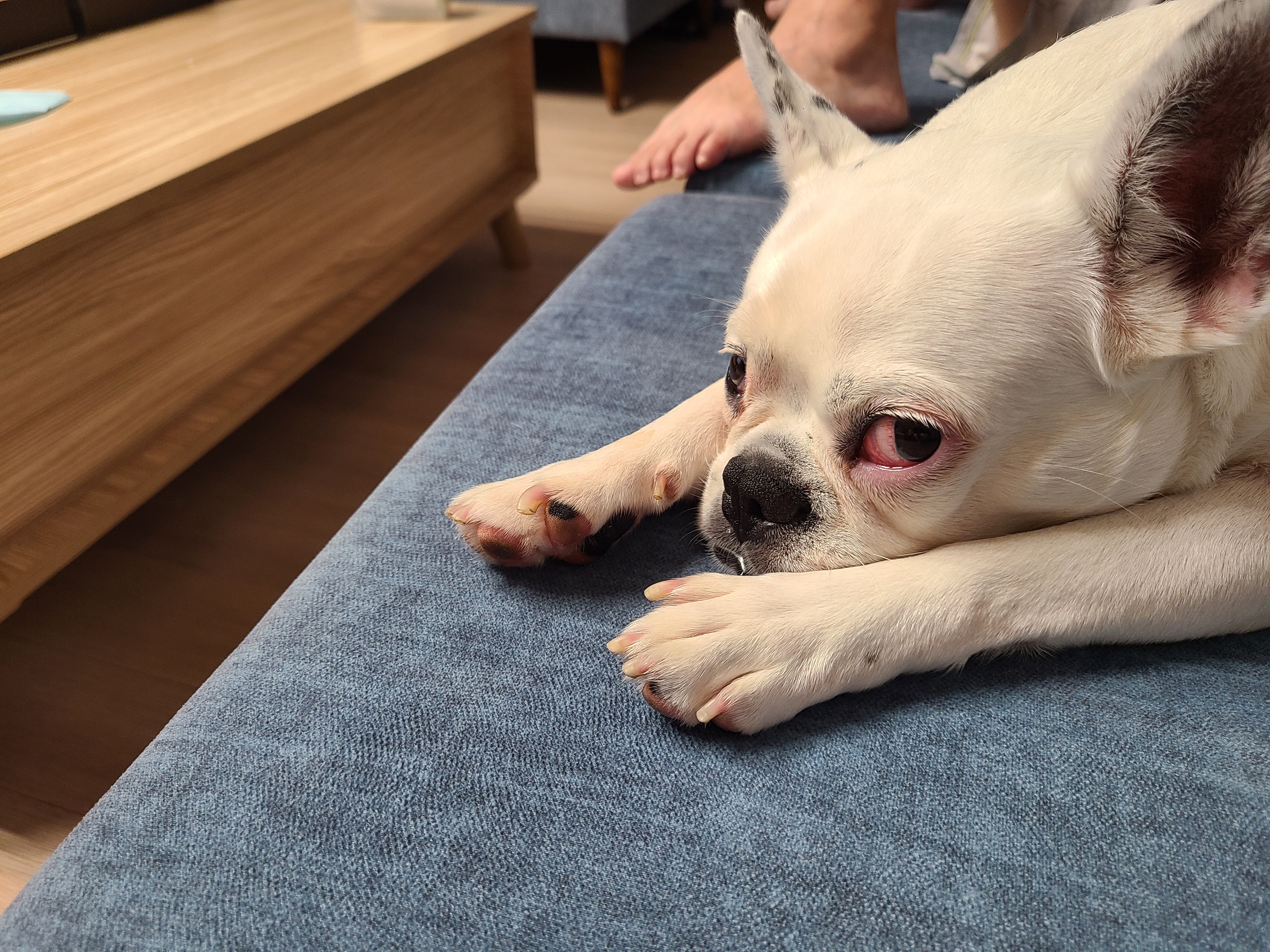 애둥이 일곱 달 이야기.