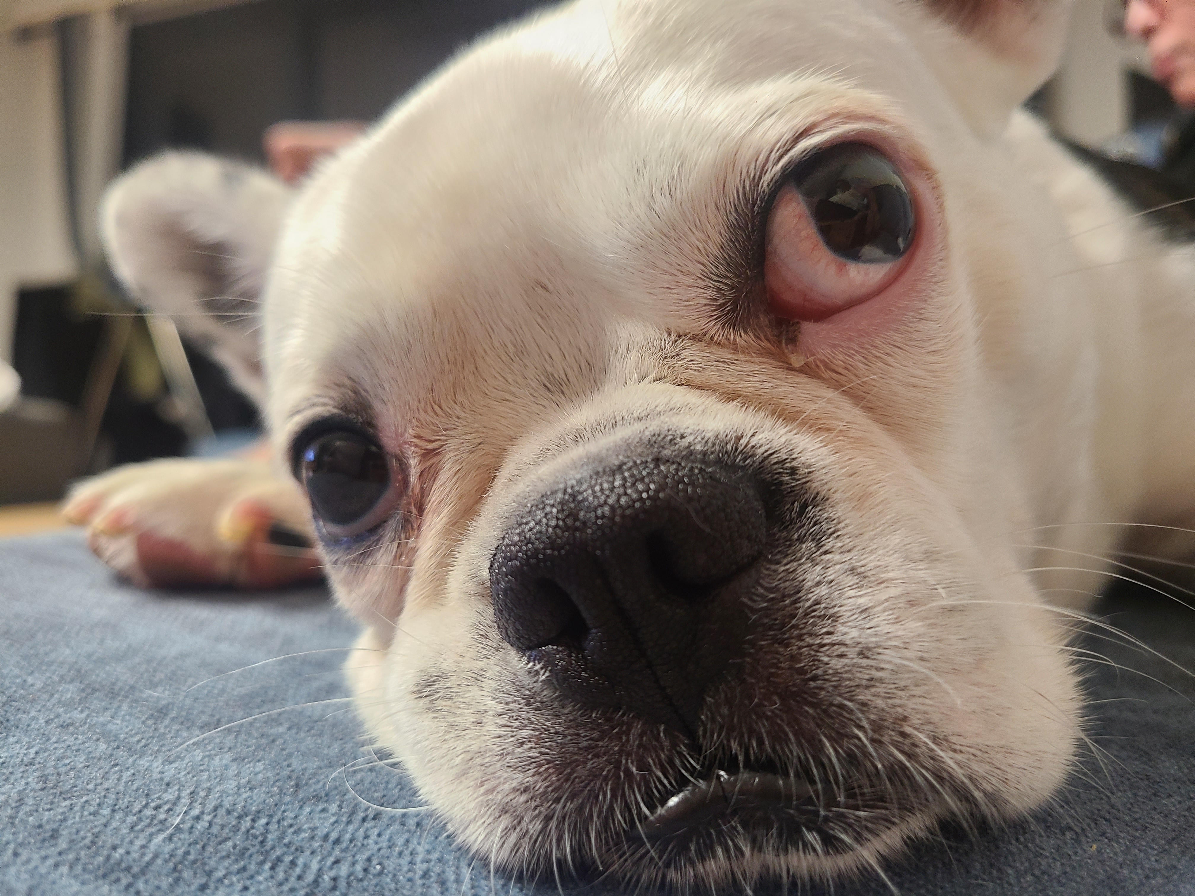 애둥이 일곱 달 이야기.