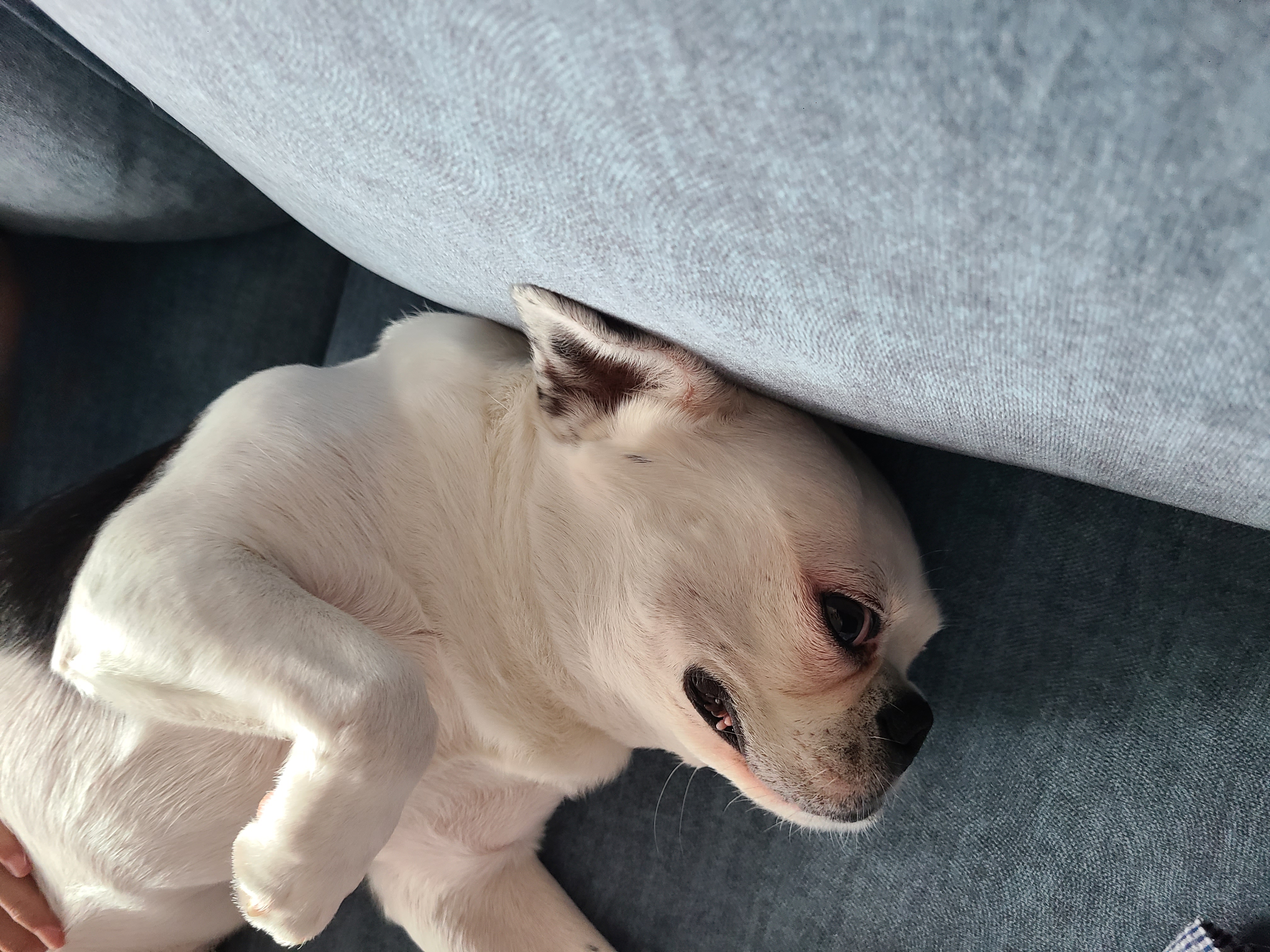 애둥이 일곱 달 이야기.