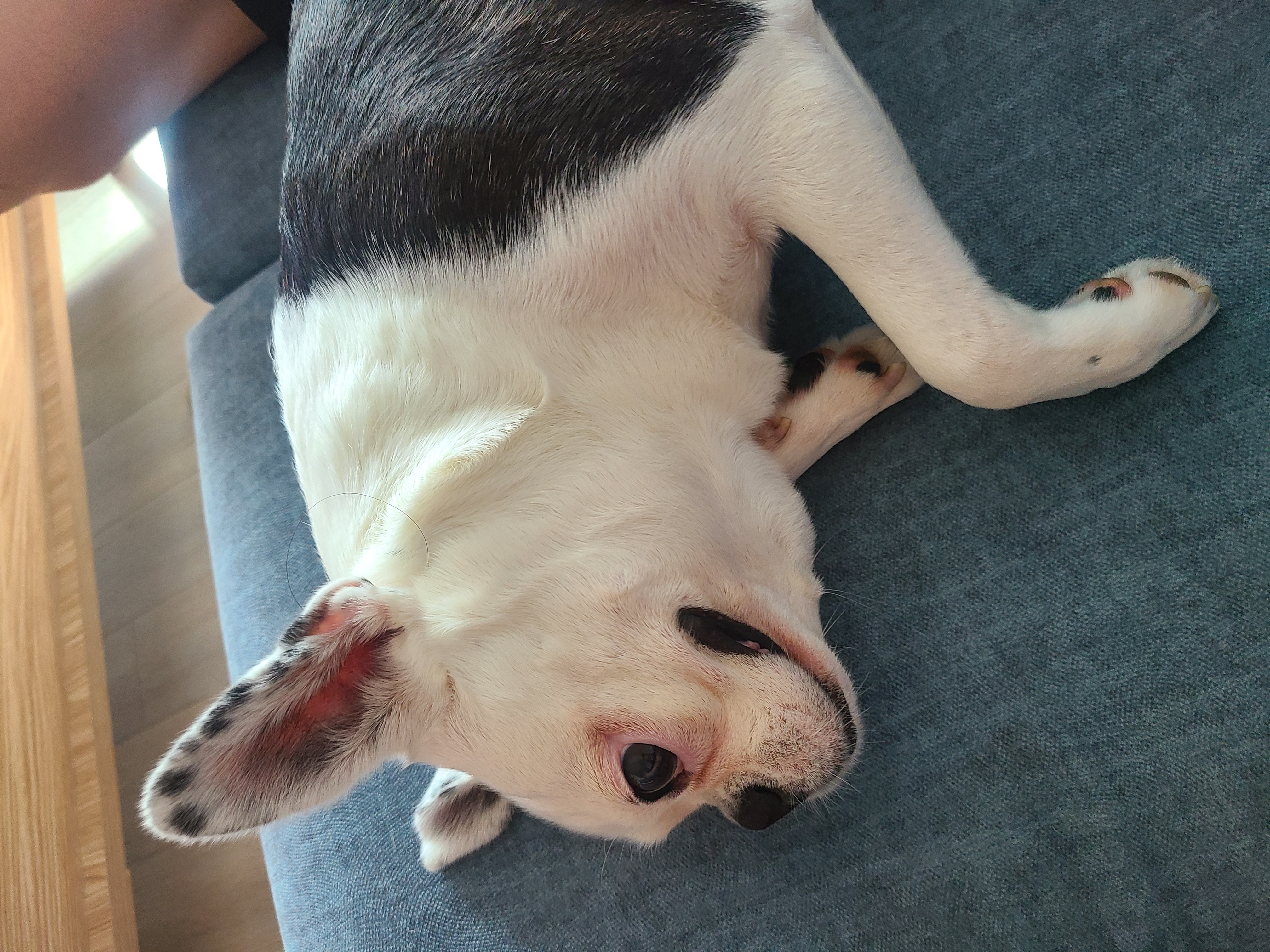 애둥이 일곱 달 이야기.