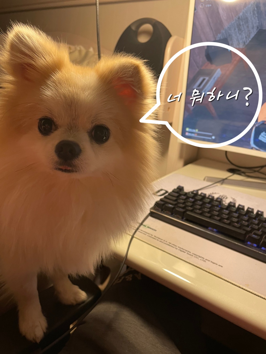 곤지암 구조견 (마이)제리 근황