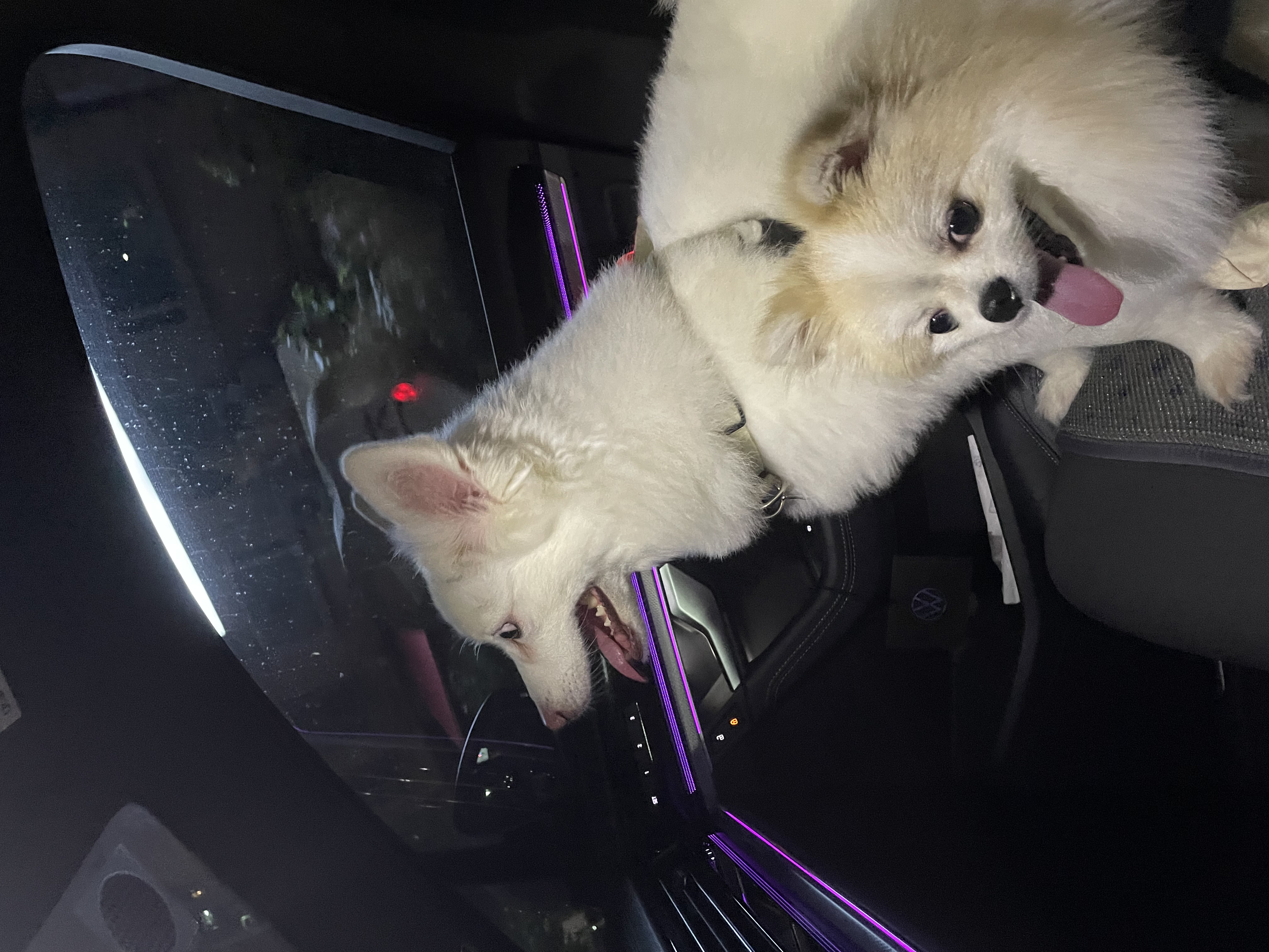 곤지암 구조견 (마이)제리 근황