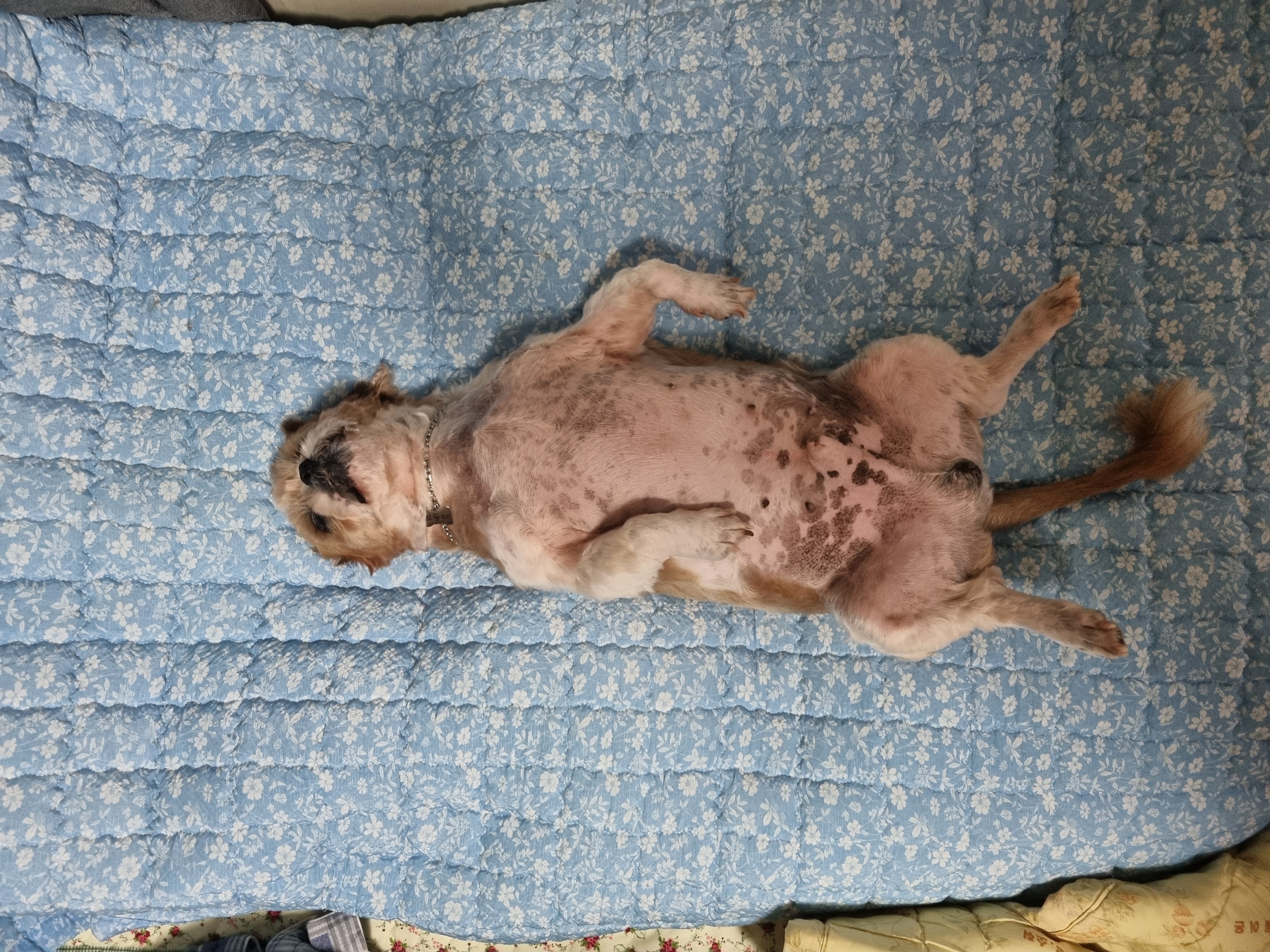 포동이의 꿈나라