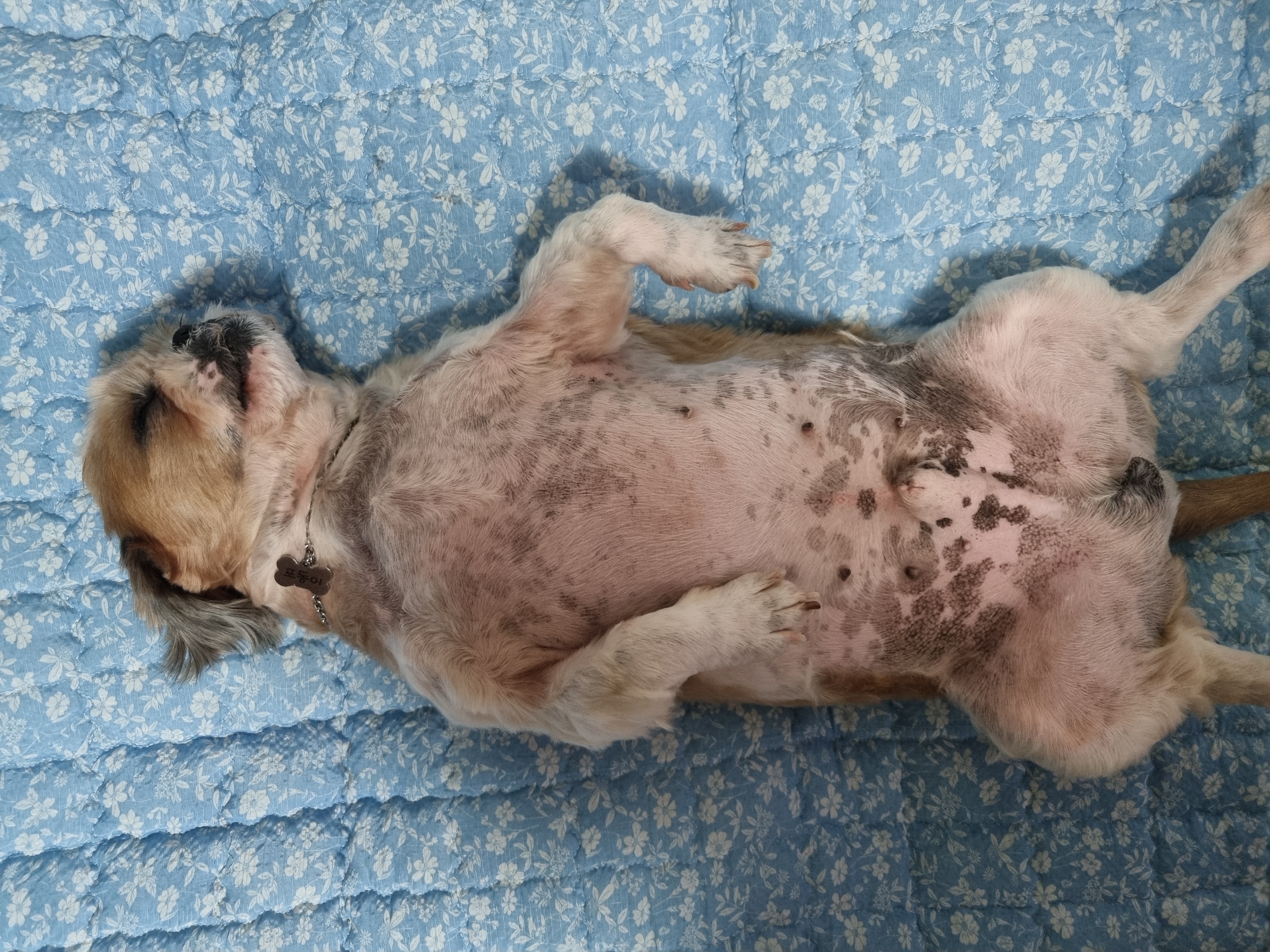 포동이의 꿈나라