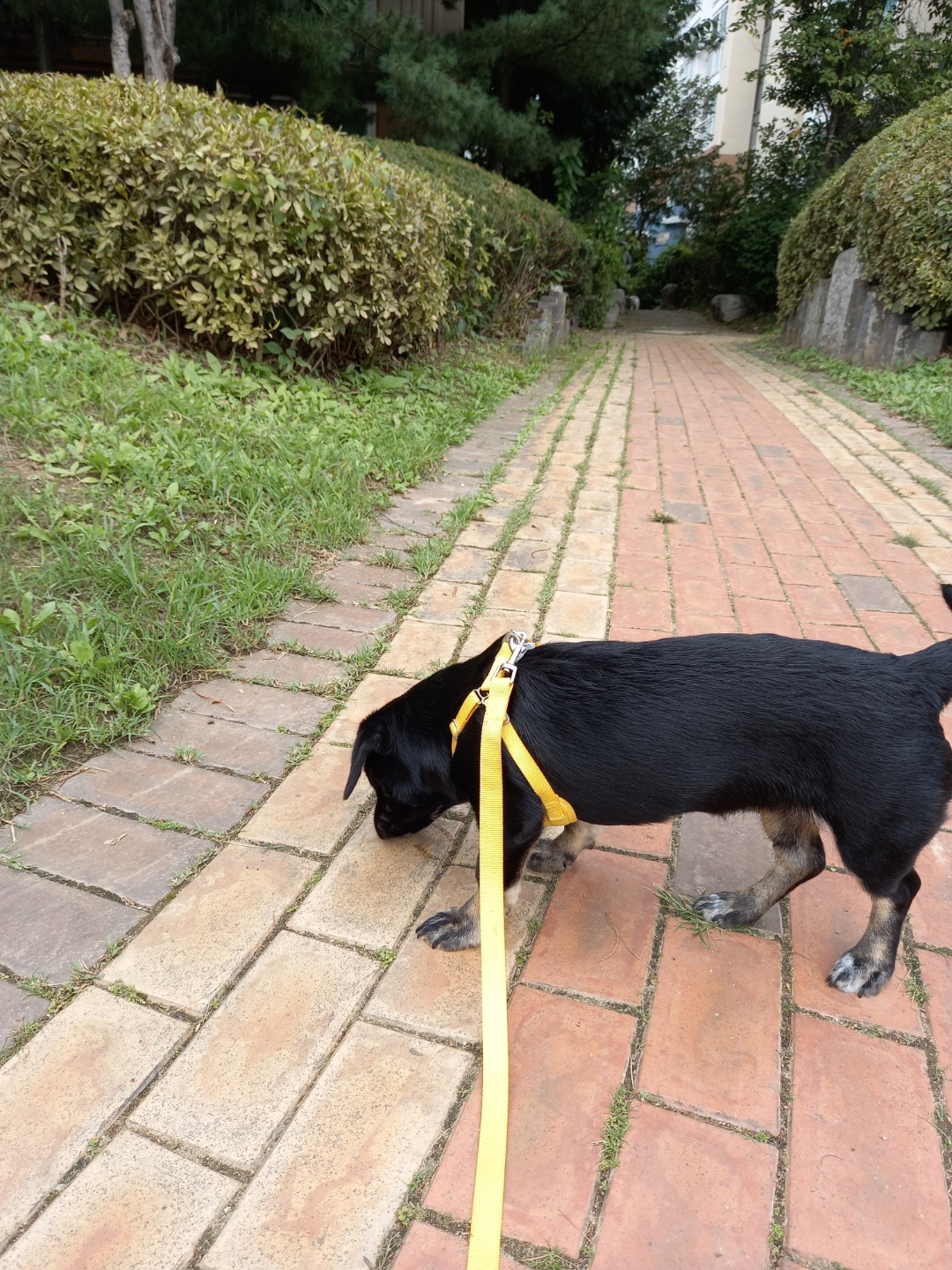 쫑이(무양이)가 어느덧 7kg이 넘었어요 ^   ^