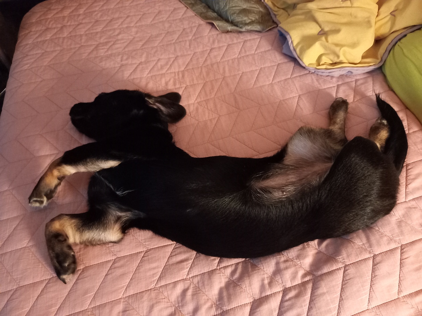 쫑이(무양이)가 어느덧 7kg이 넘었어요 ^   ^