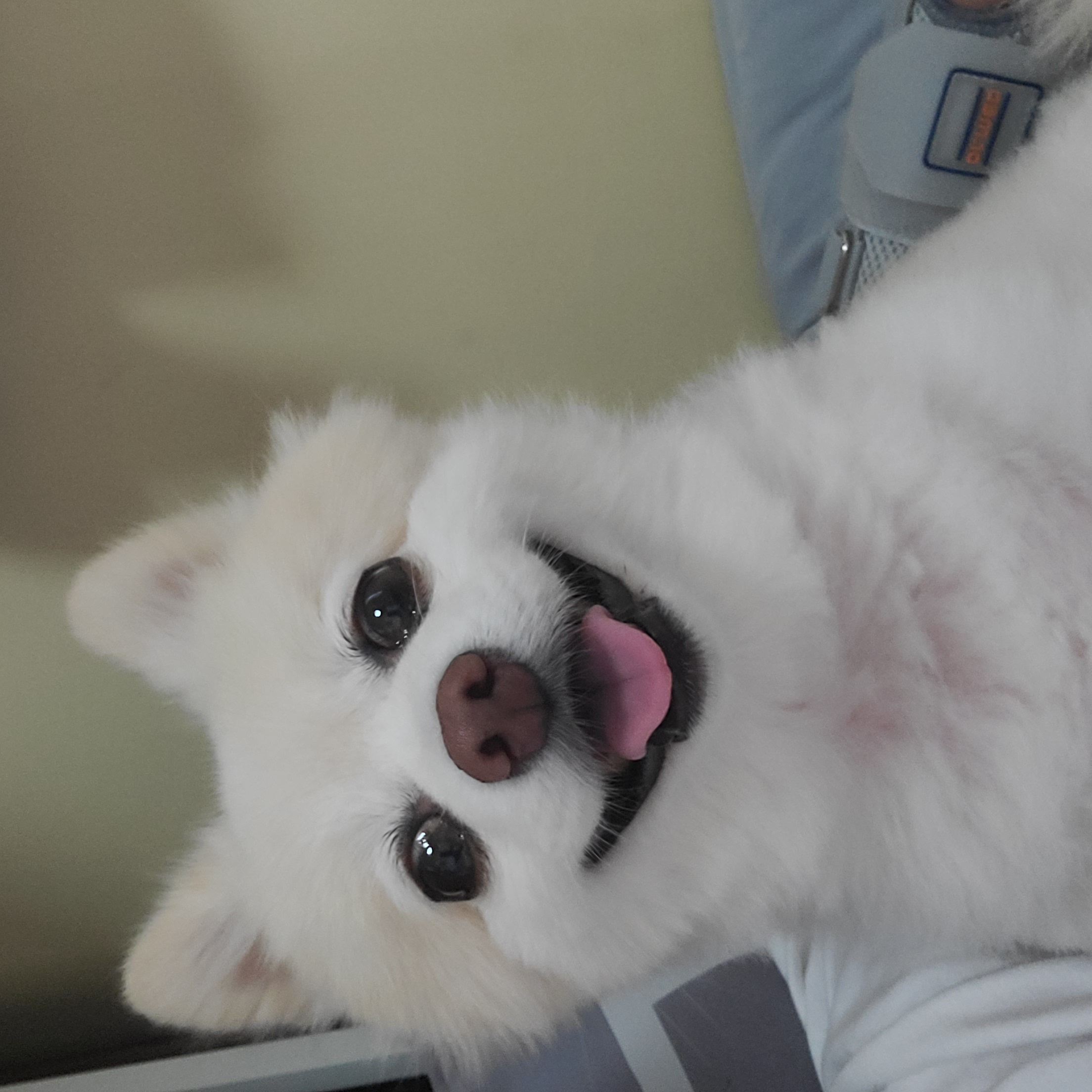 보배 오랜만에 인사드려용