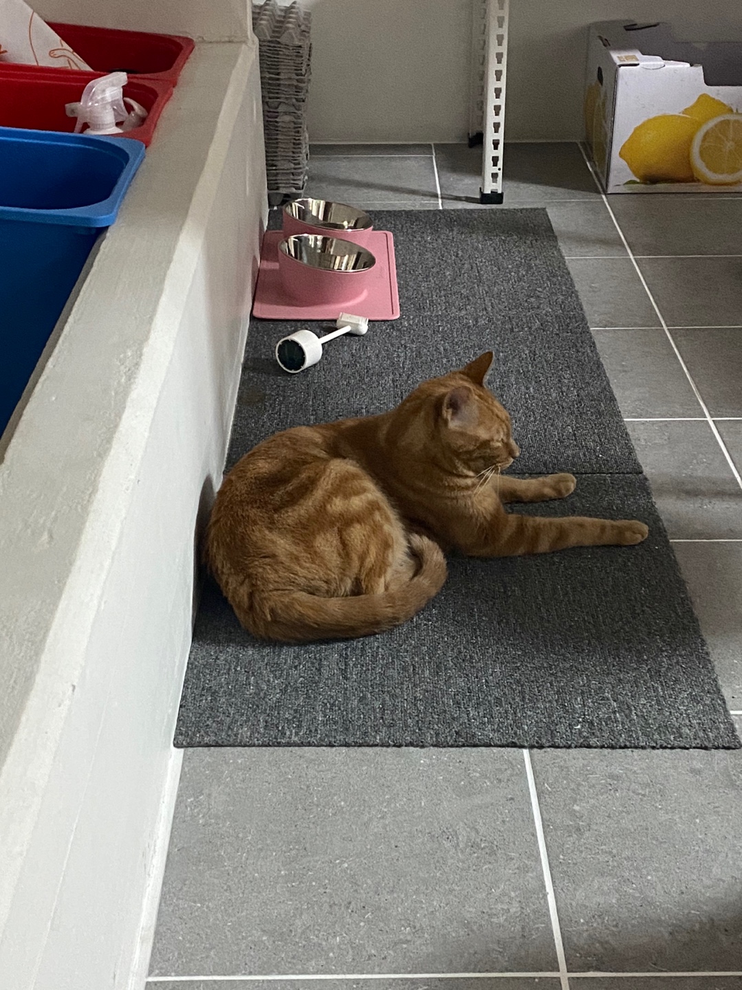 용식이 일주일차