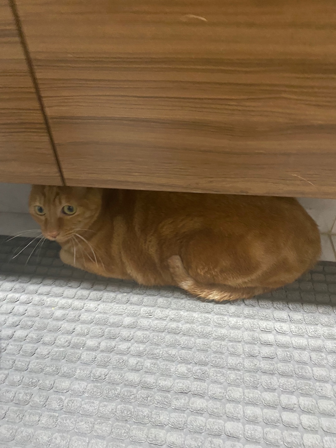 용식이 일주일차