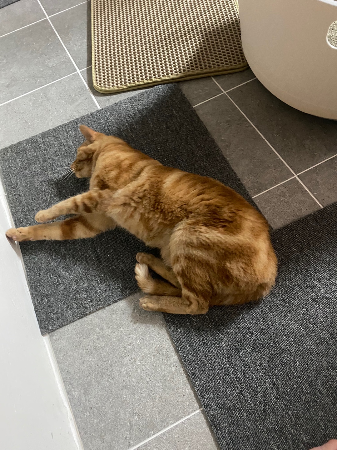 용식이 일주일차