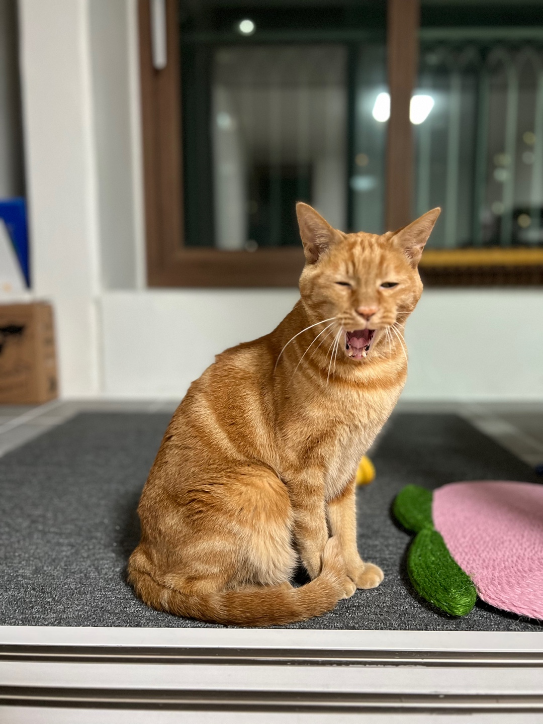 용식이 일주일차