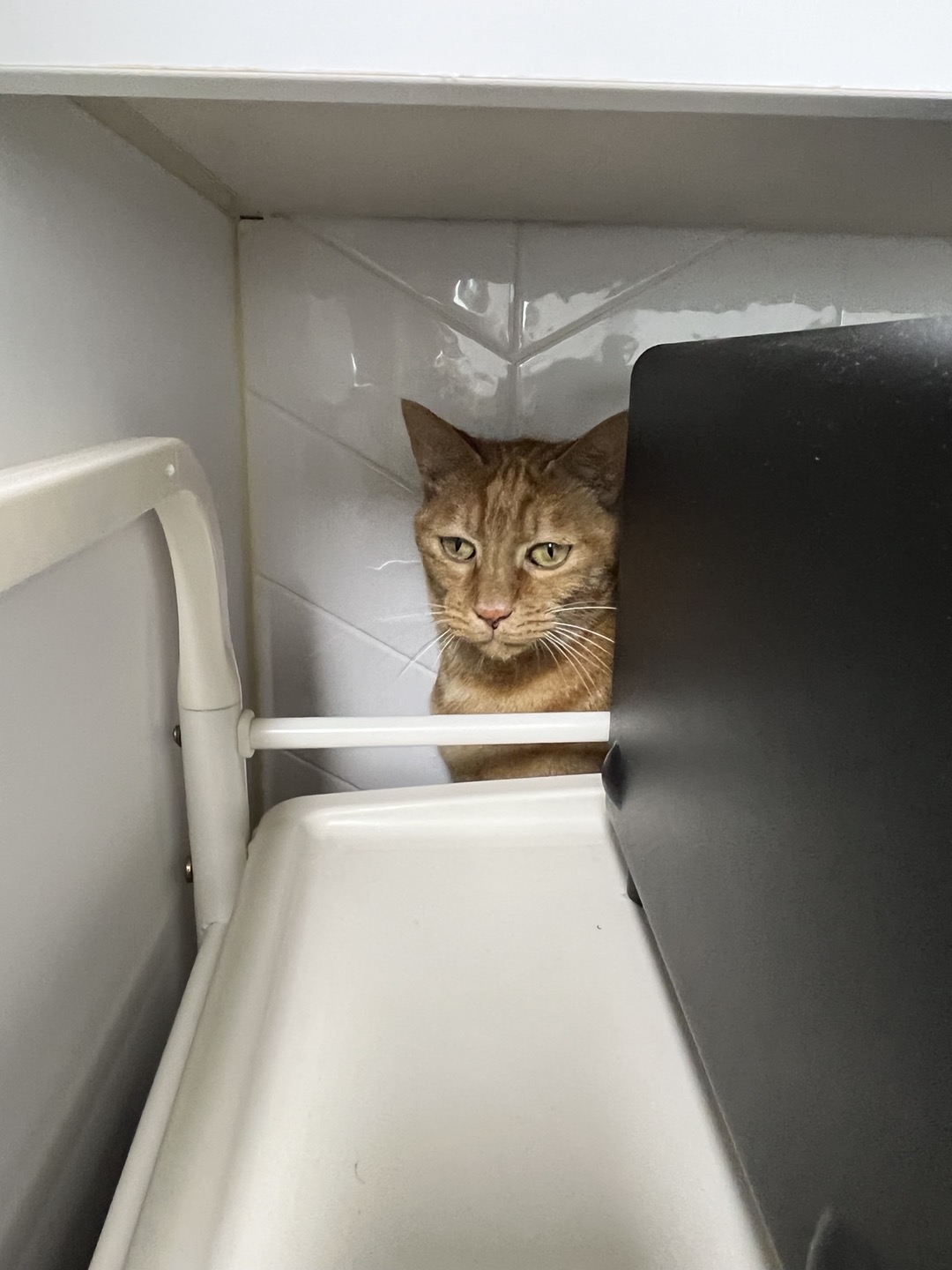 용식이 일주일차