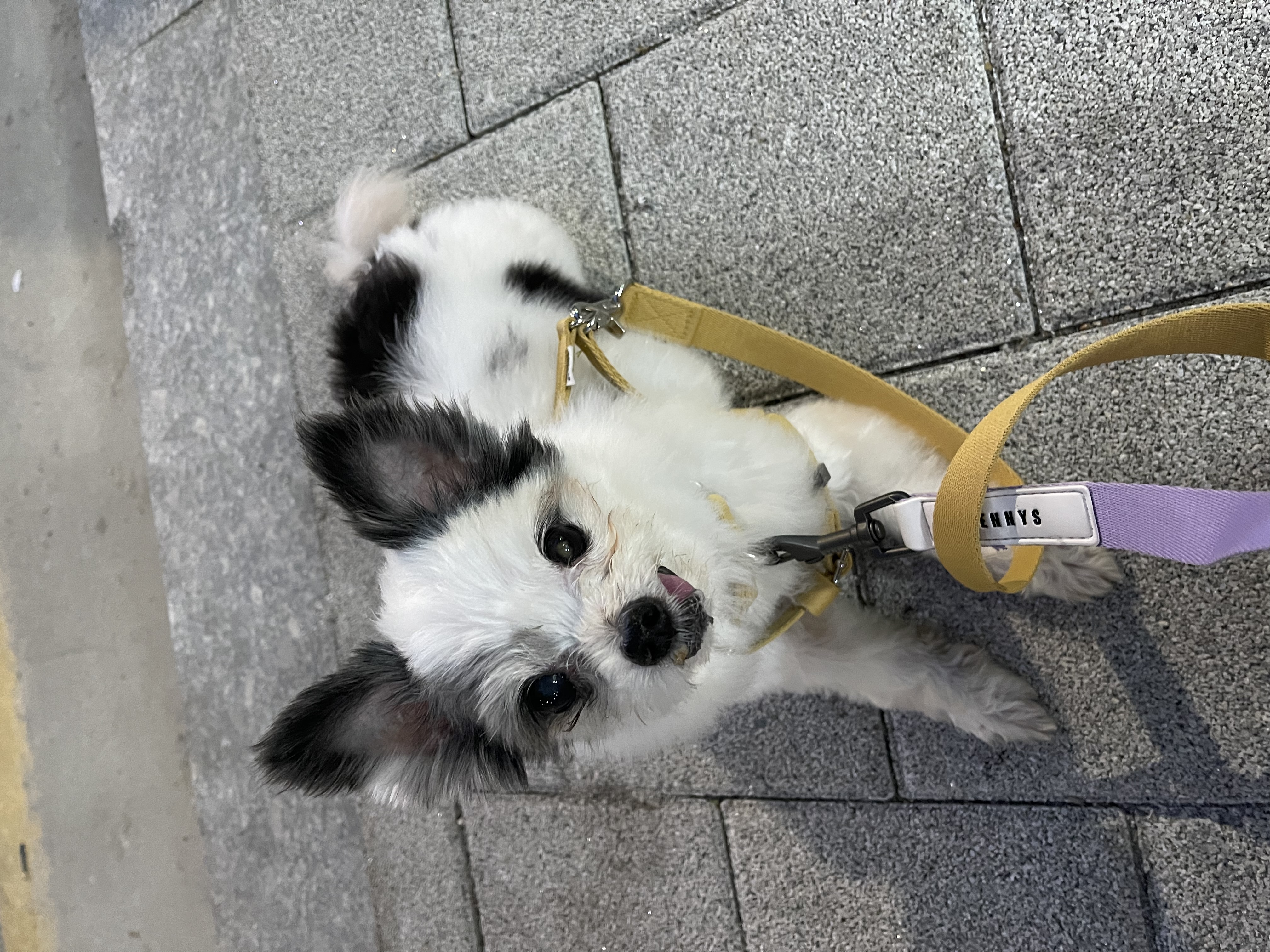 아니 벌써 한달인 장영실과 대지각쟁이 반려인