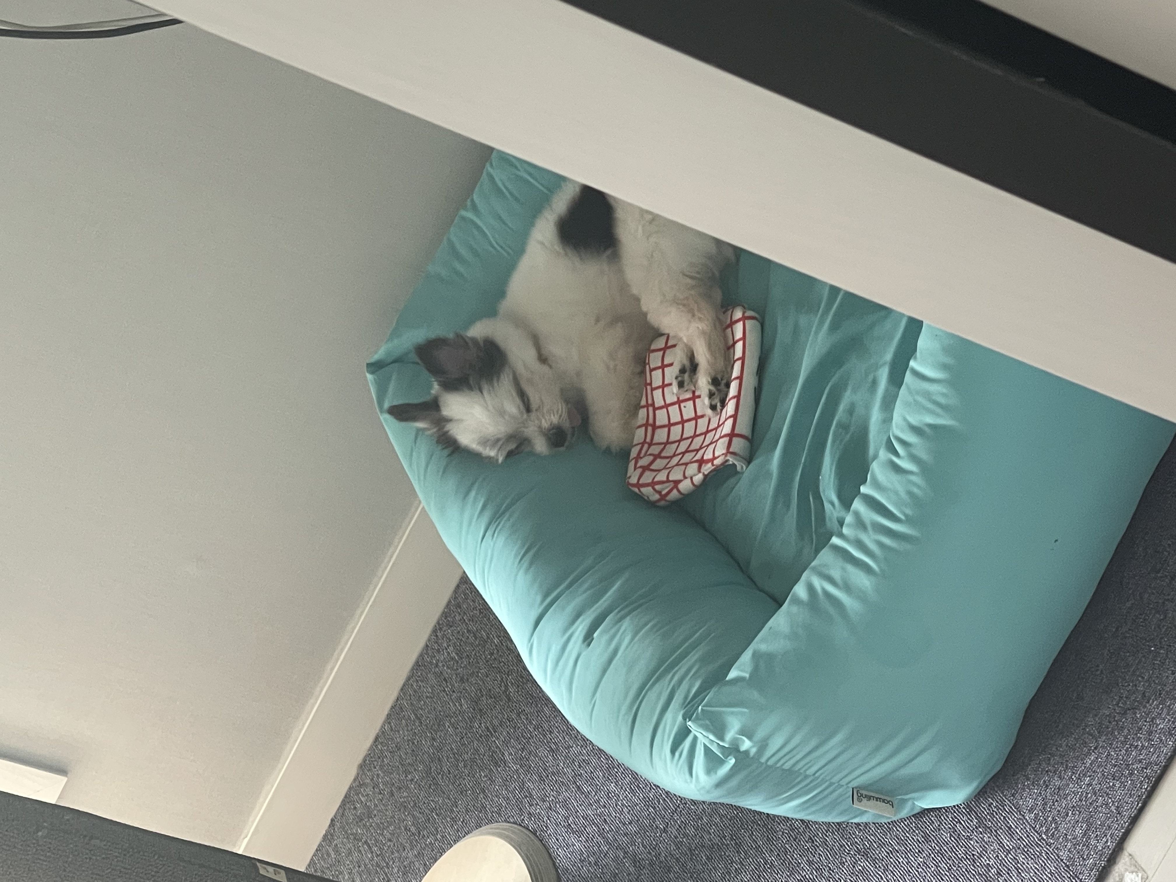 아니 벌써 한달인 장영실과 대지각쟁이 반려인