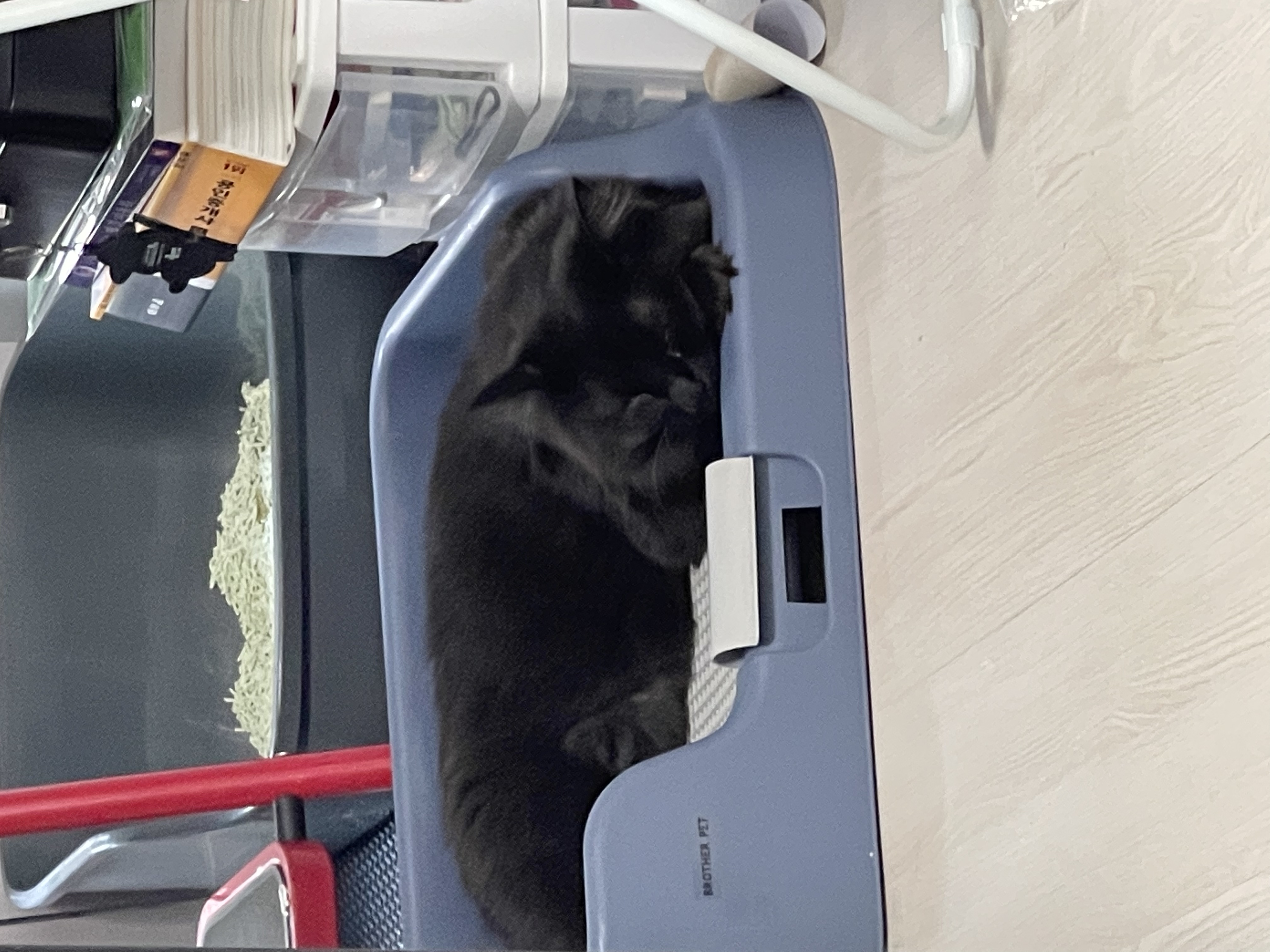 아니 벌써 한달인 장영실과 대지각쟁이 반려인