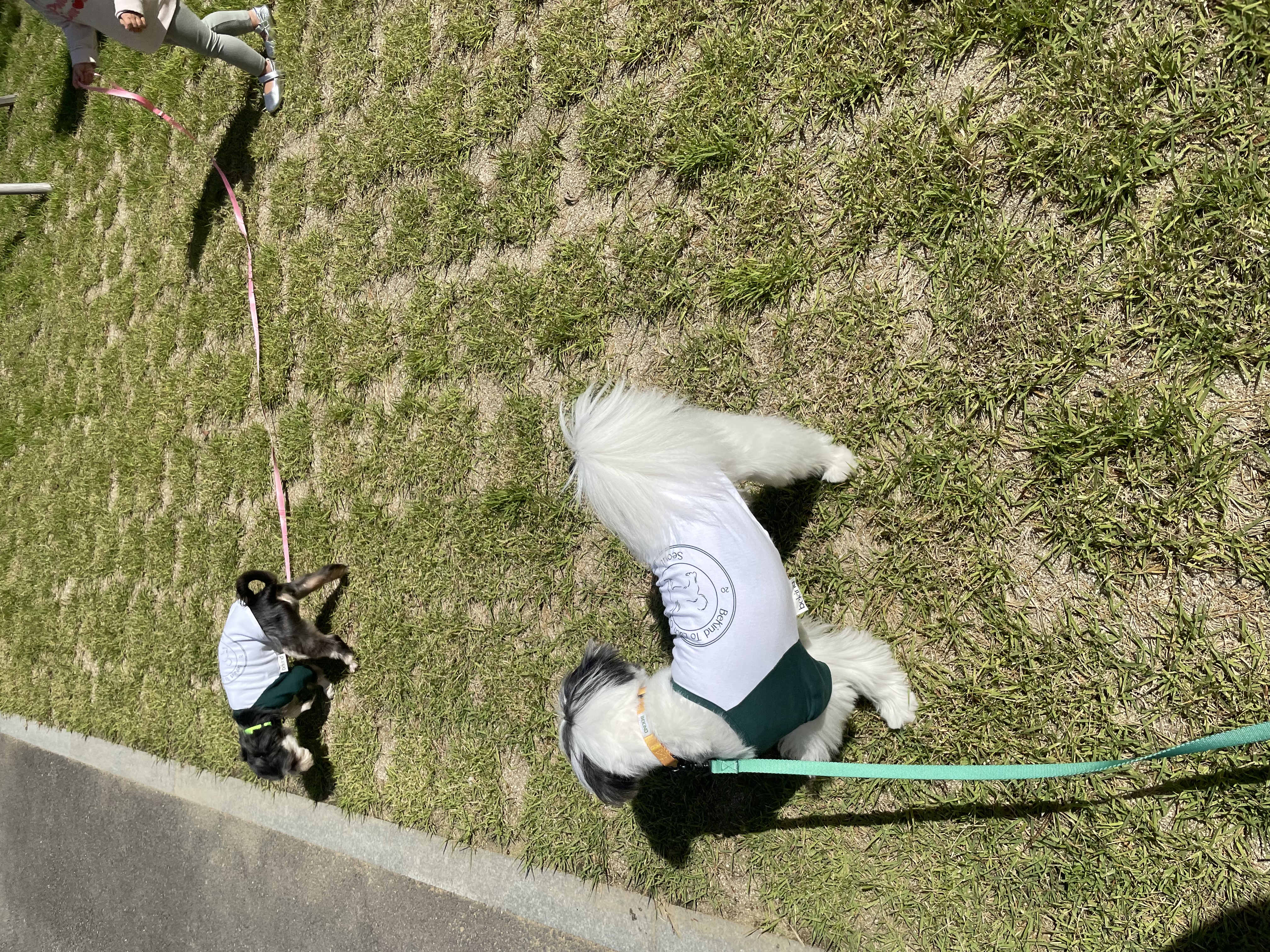 아산애니멀호더구조견 삼공(순심)이 임보 한달째 입니다!