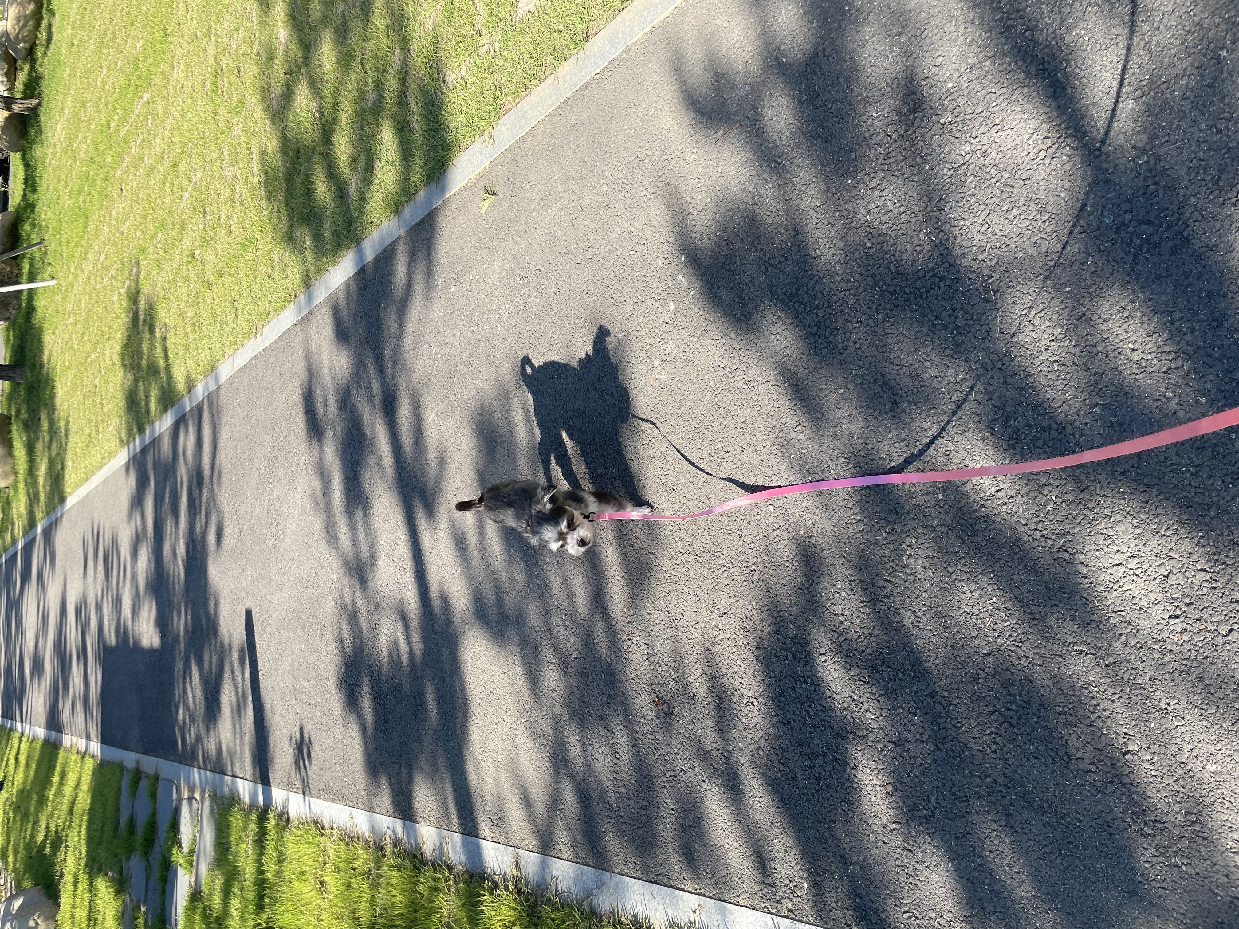 아산애니멀호더구조견 삼공(순심)이 임보 한달째 입니다!