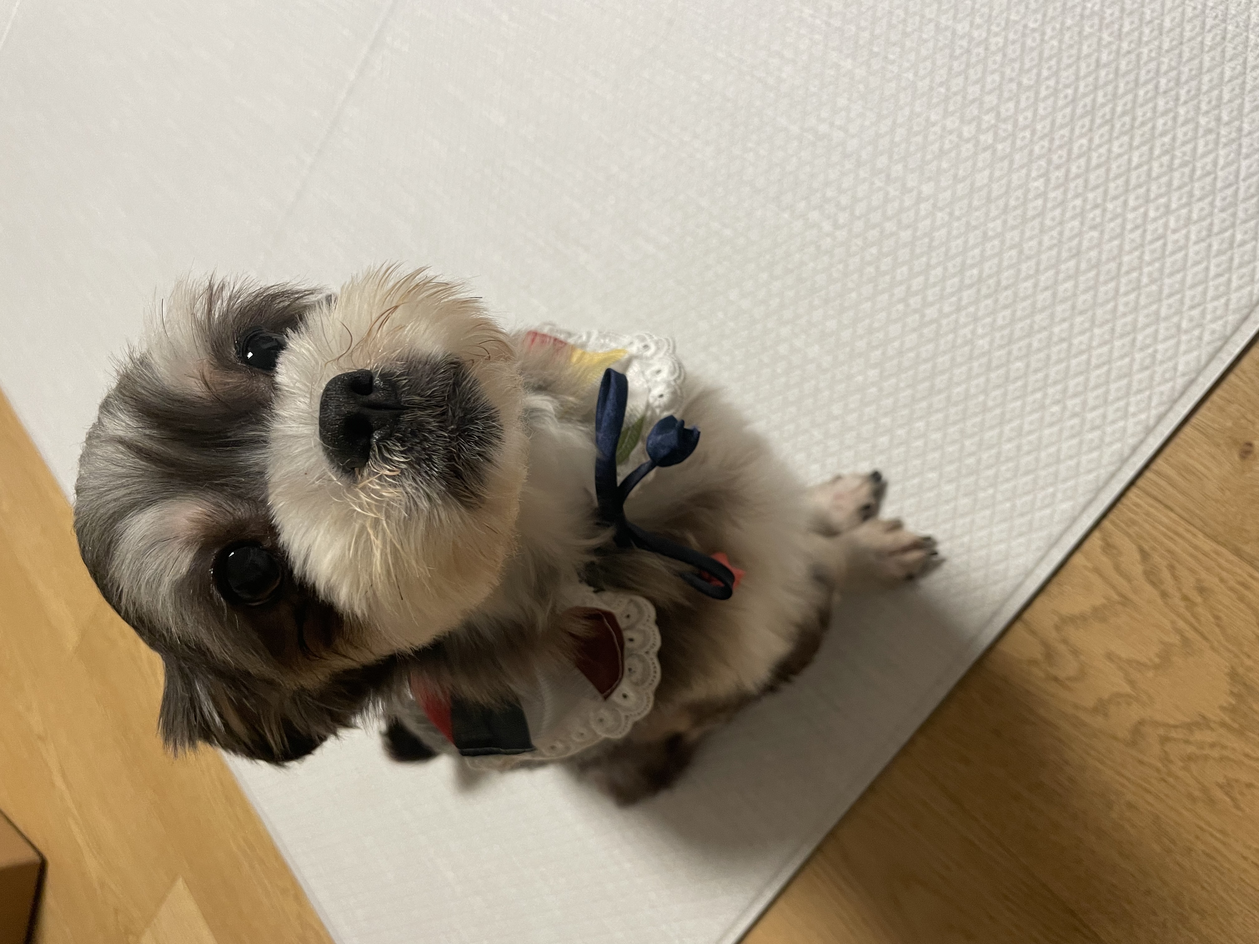 아산애니멀호더구조견 삼공(순심)이 임보 한달째 입니다!