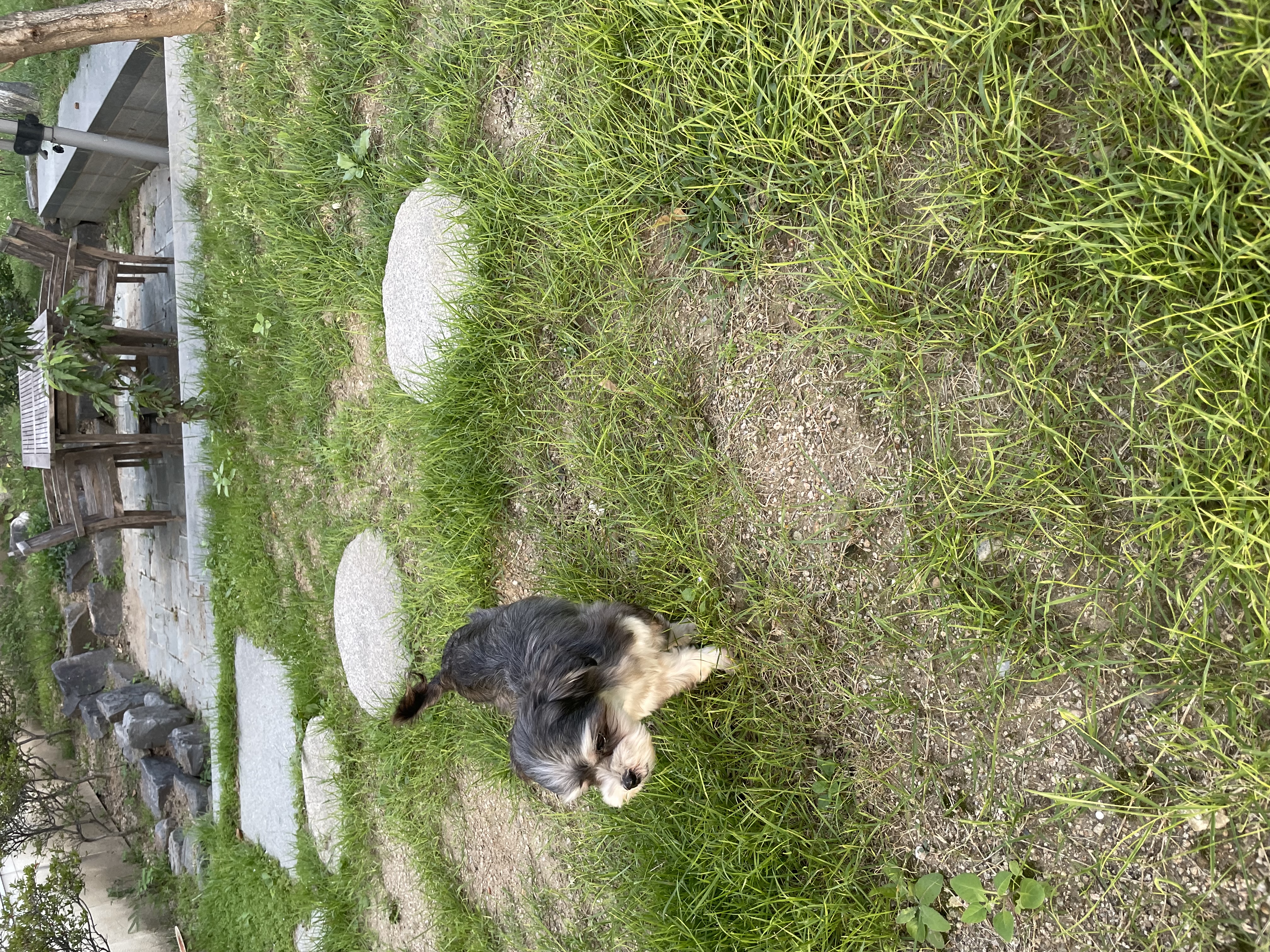 아산애니멀호더구조견 삼공(순심)이 임보 한달째 입니다!