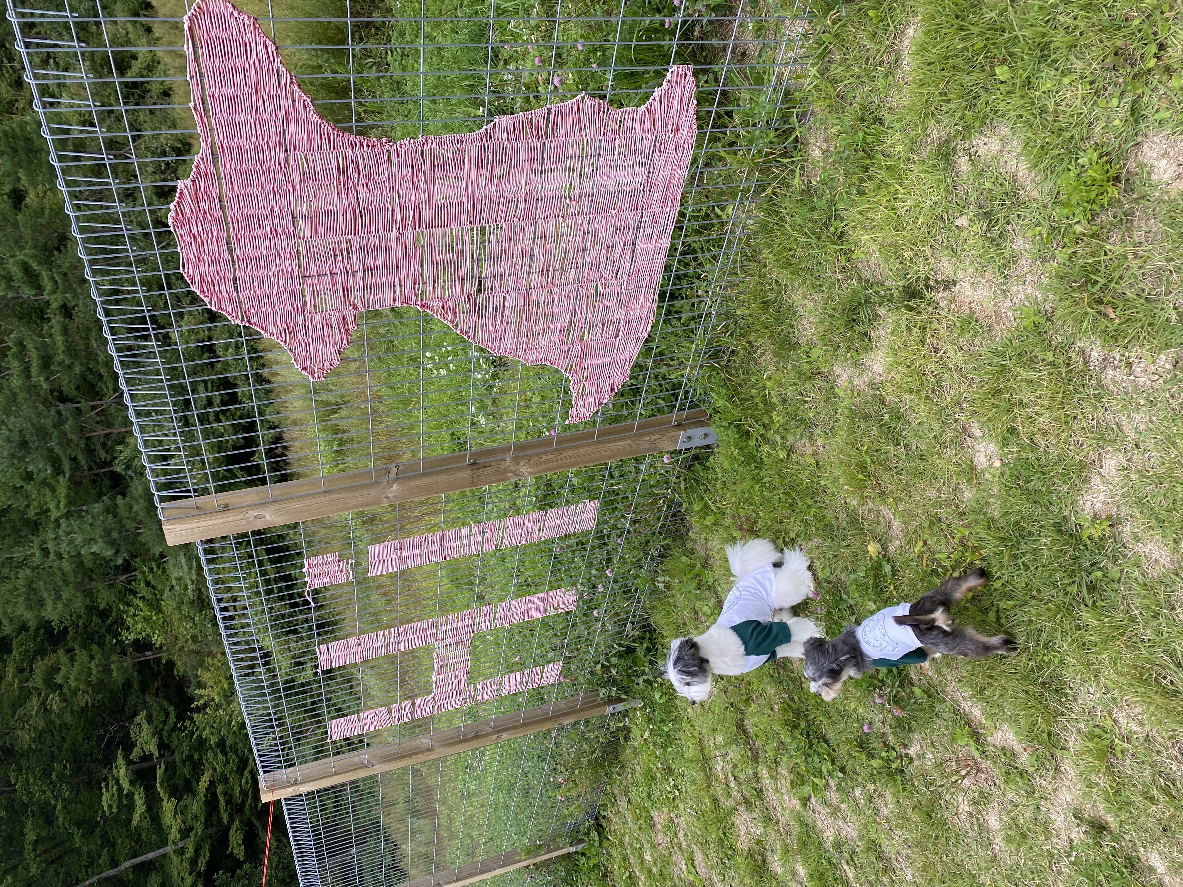 아산애니멀호더구조견 삼공(순심)이 임보 한달째 입니다!