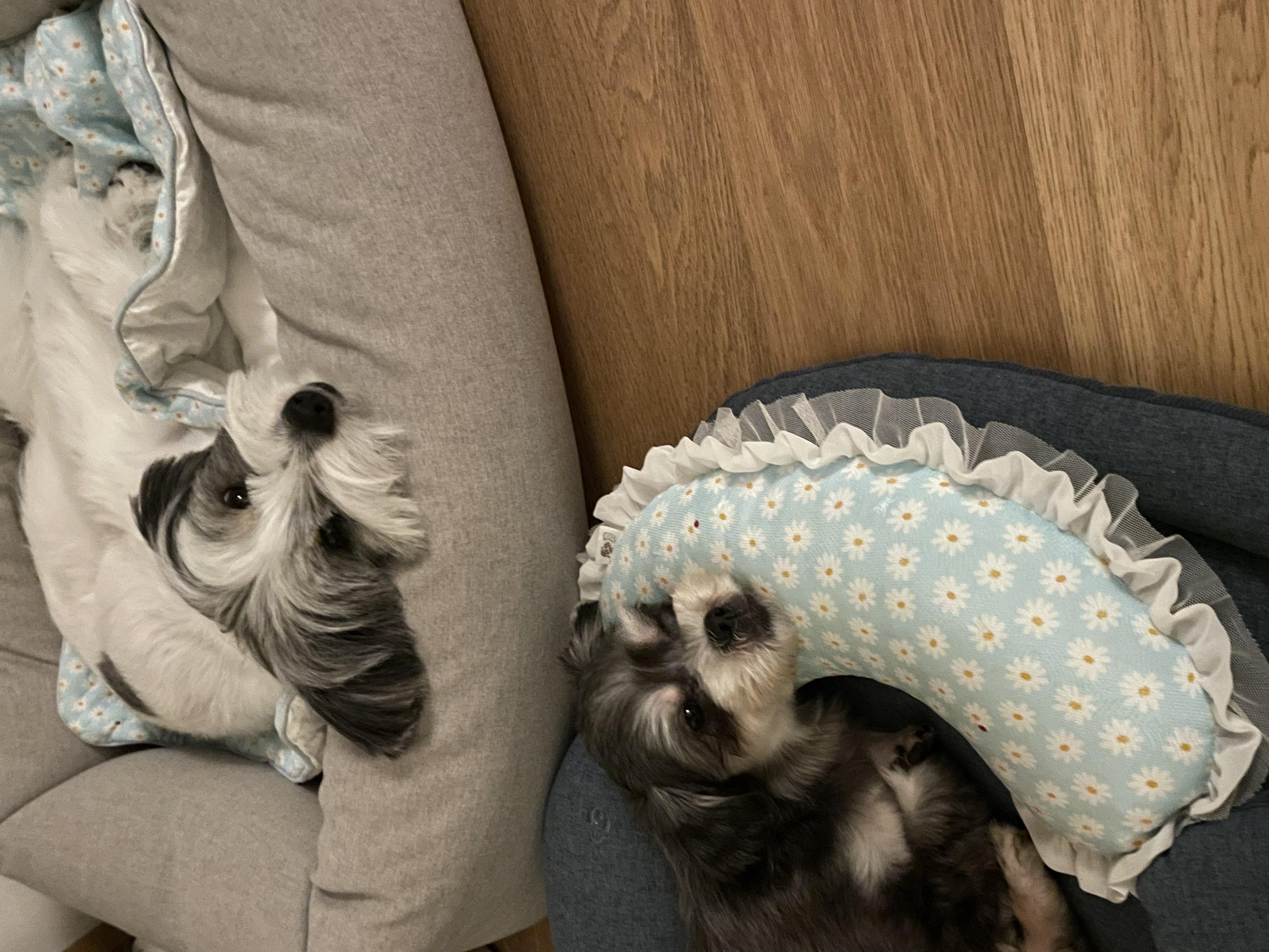 아산애니멀호더구조견 삼공(순심)이 임보 한달째 입니다!