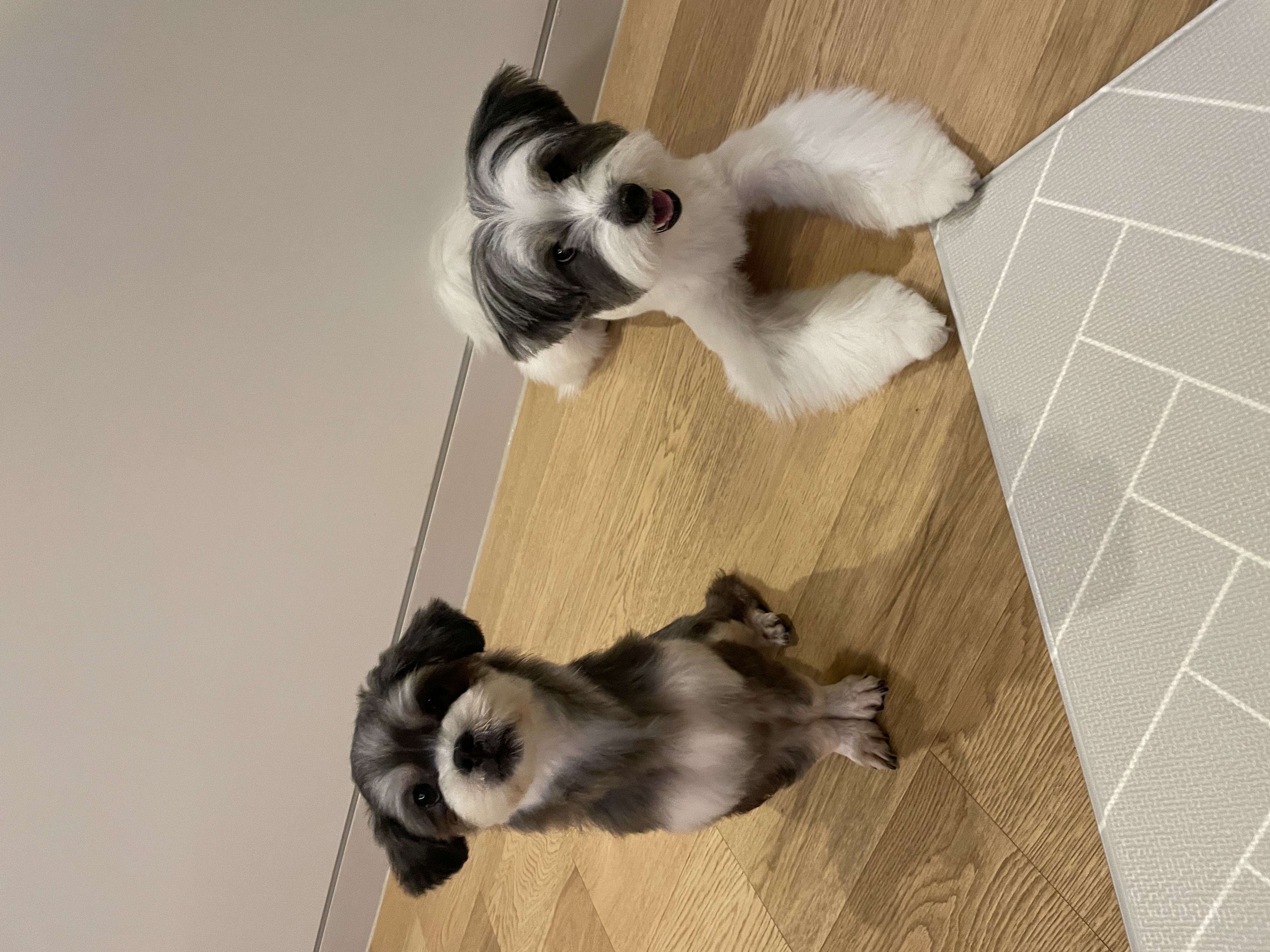 아산애니멀호더구조견 삼공(순심)이 임보 한달째 입니다!