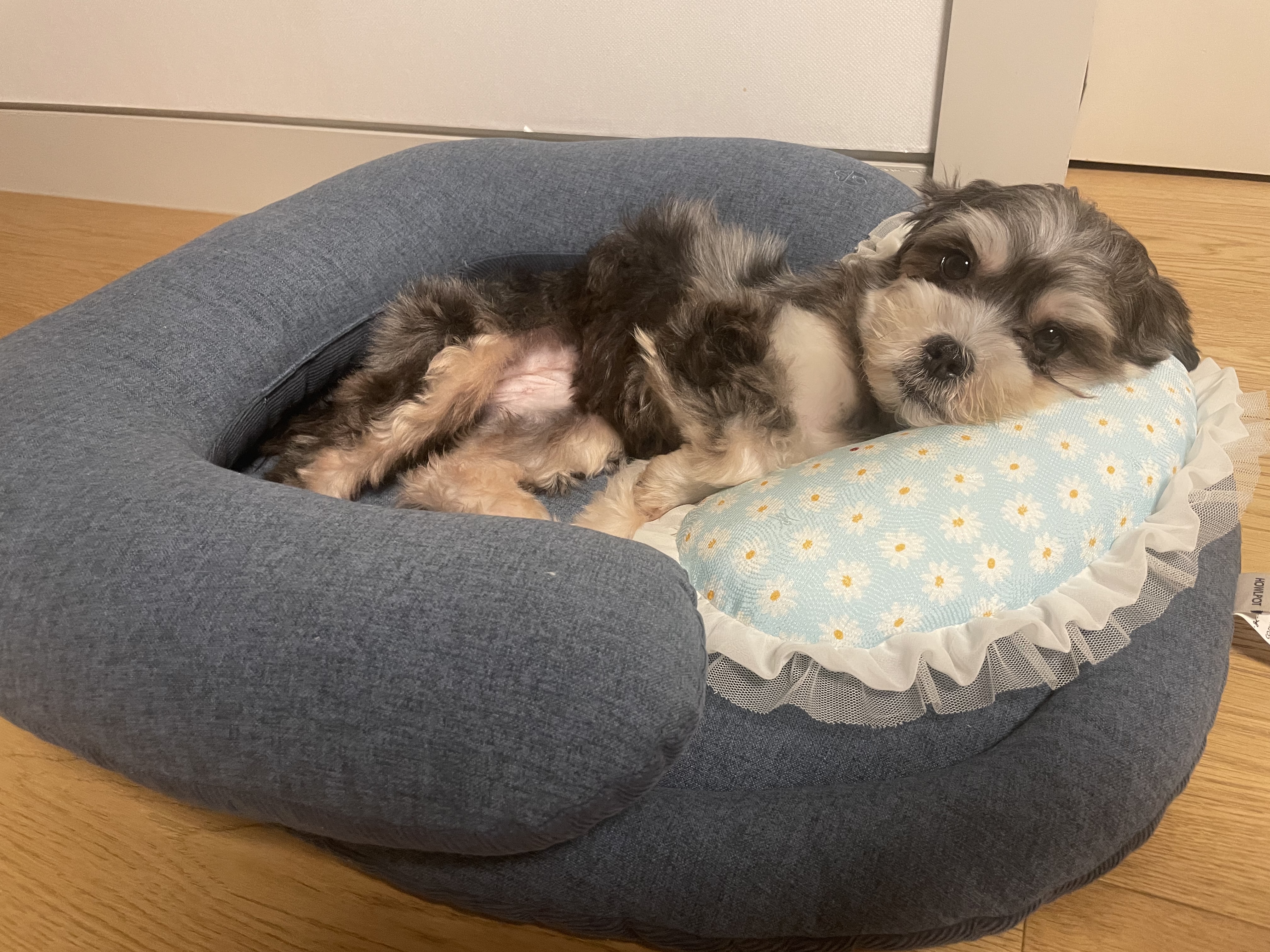 아산애니멀호더구조견 삼공(순심)이 임보 한달째 입니다!