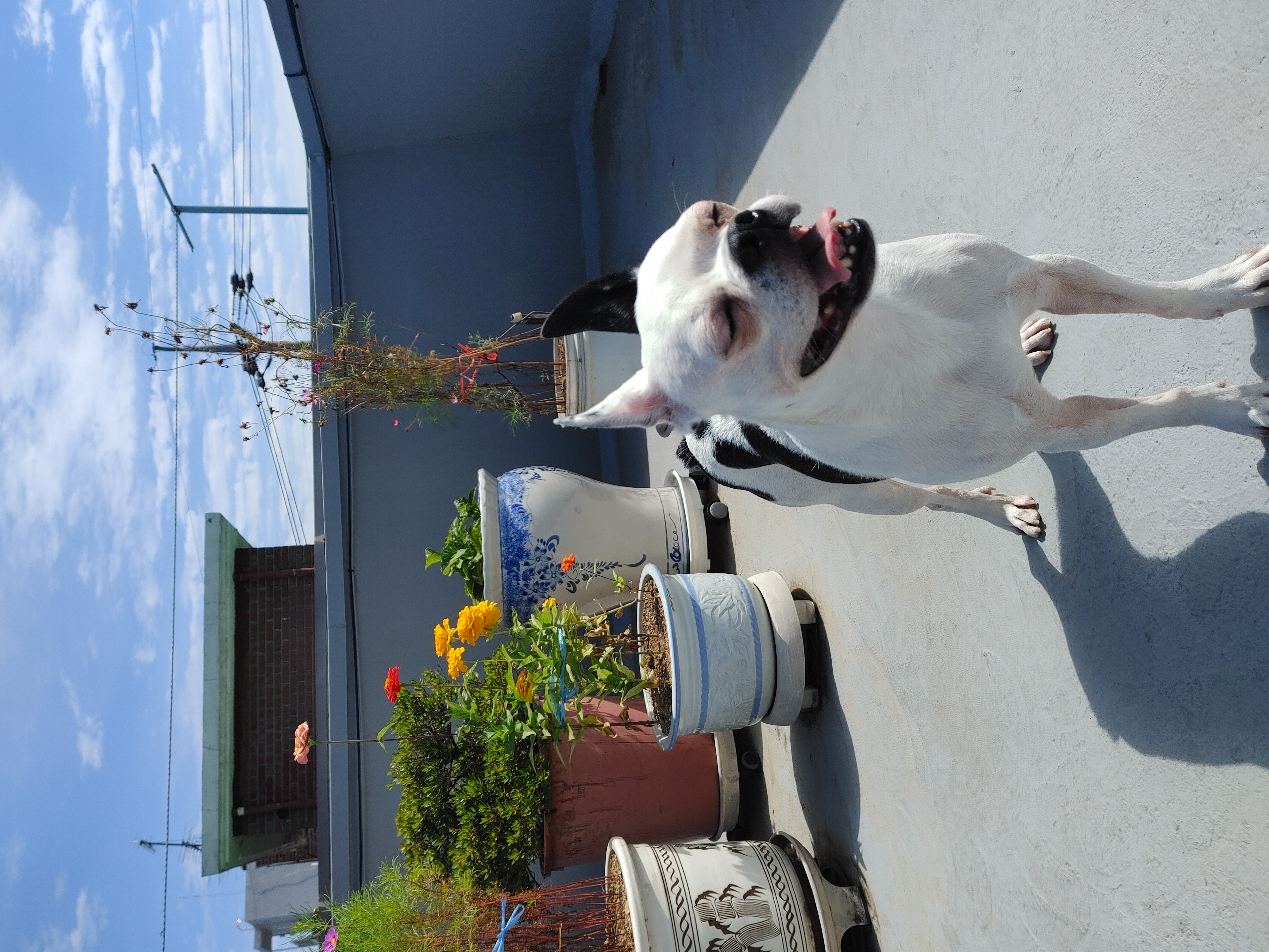 아인이(애디) 3개월차 입양후기