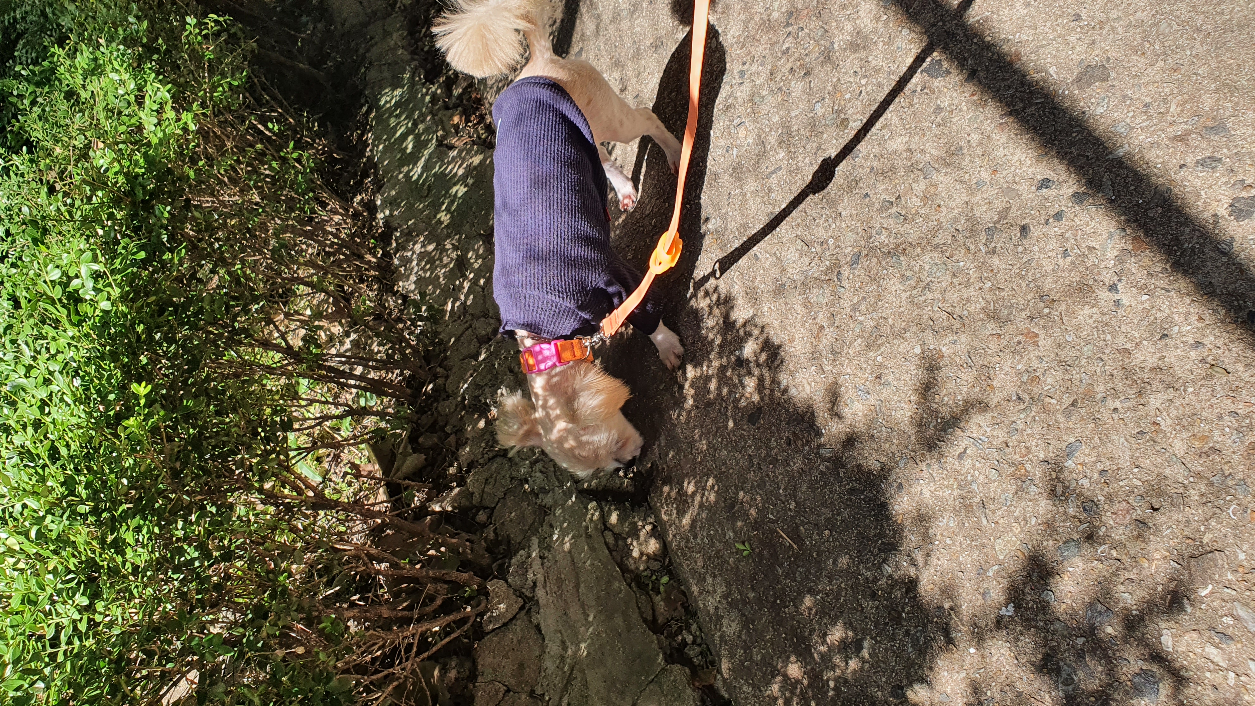 산쵸(구 오유) 입양 후 한 달이 되었습니다~!