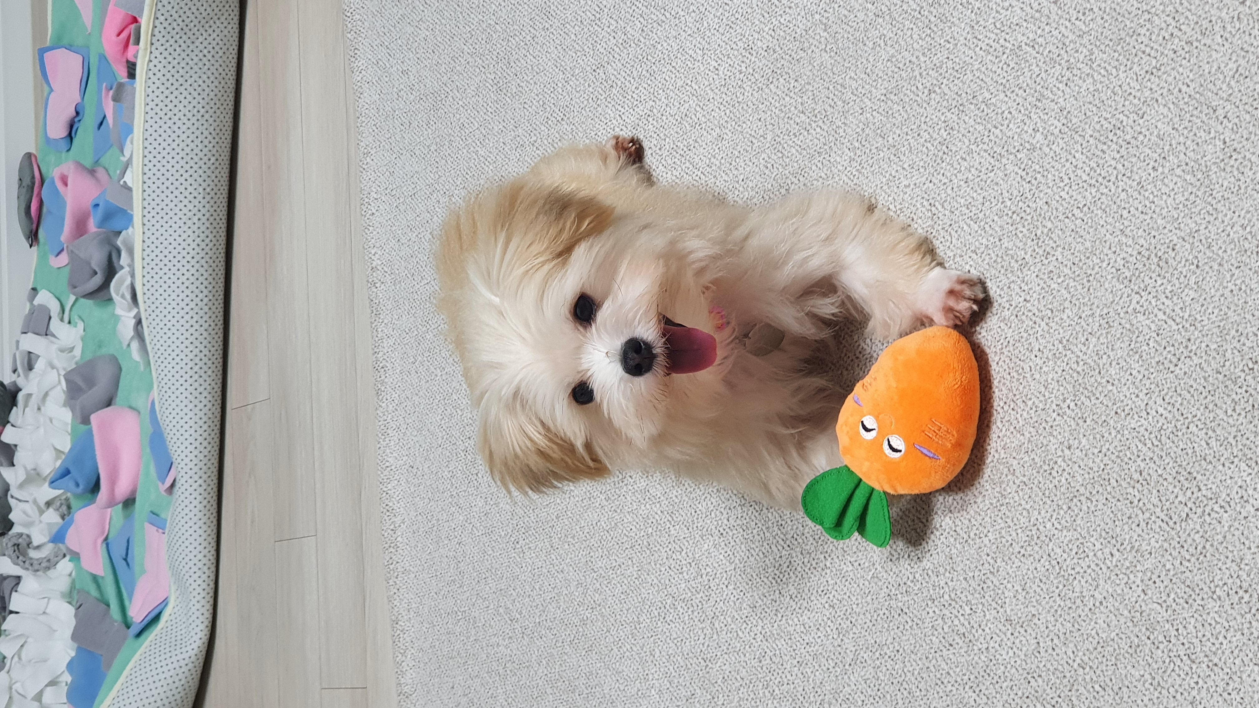 산쵸(구 오유) 입양 후 한 달이 되었습니다~!