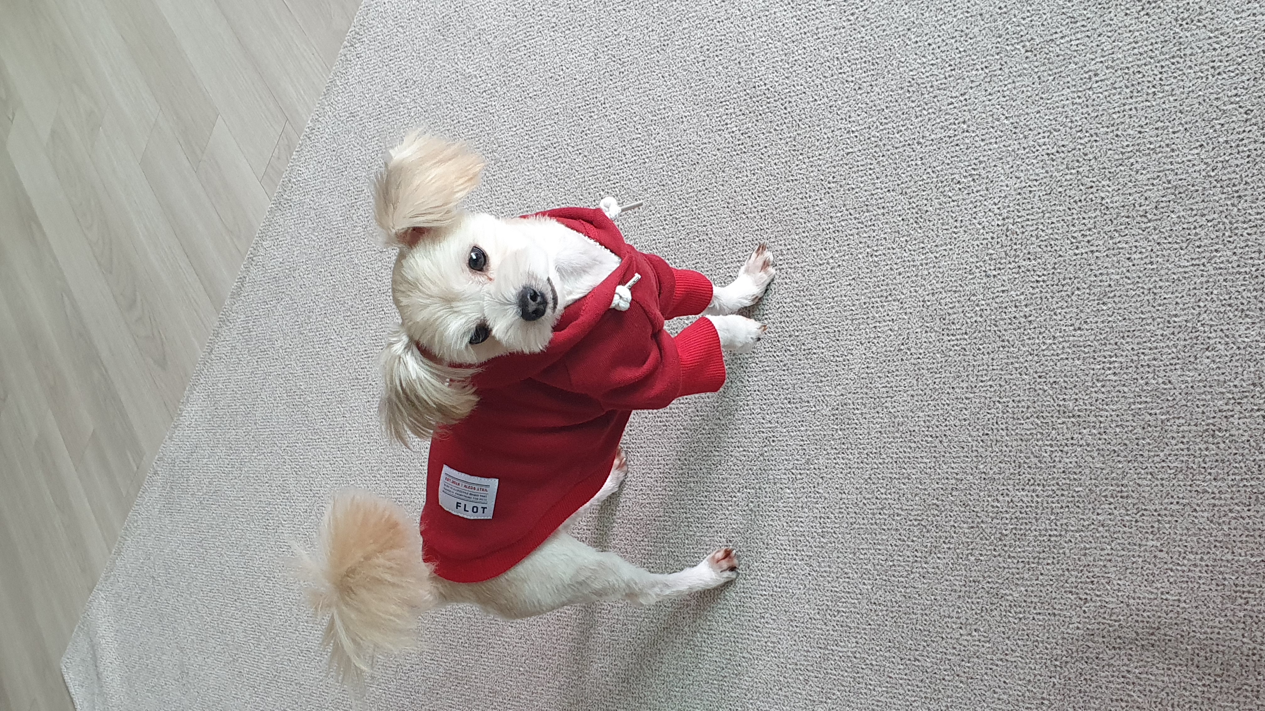 산쵸(구 오유) 입양 후 한 달이 되었습니다~!