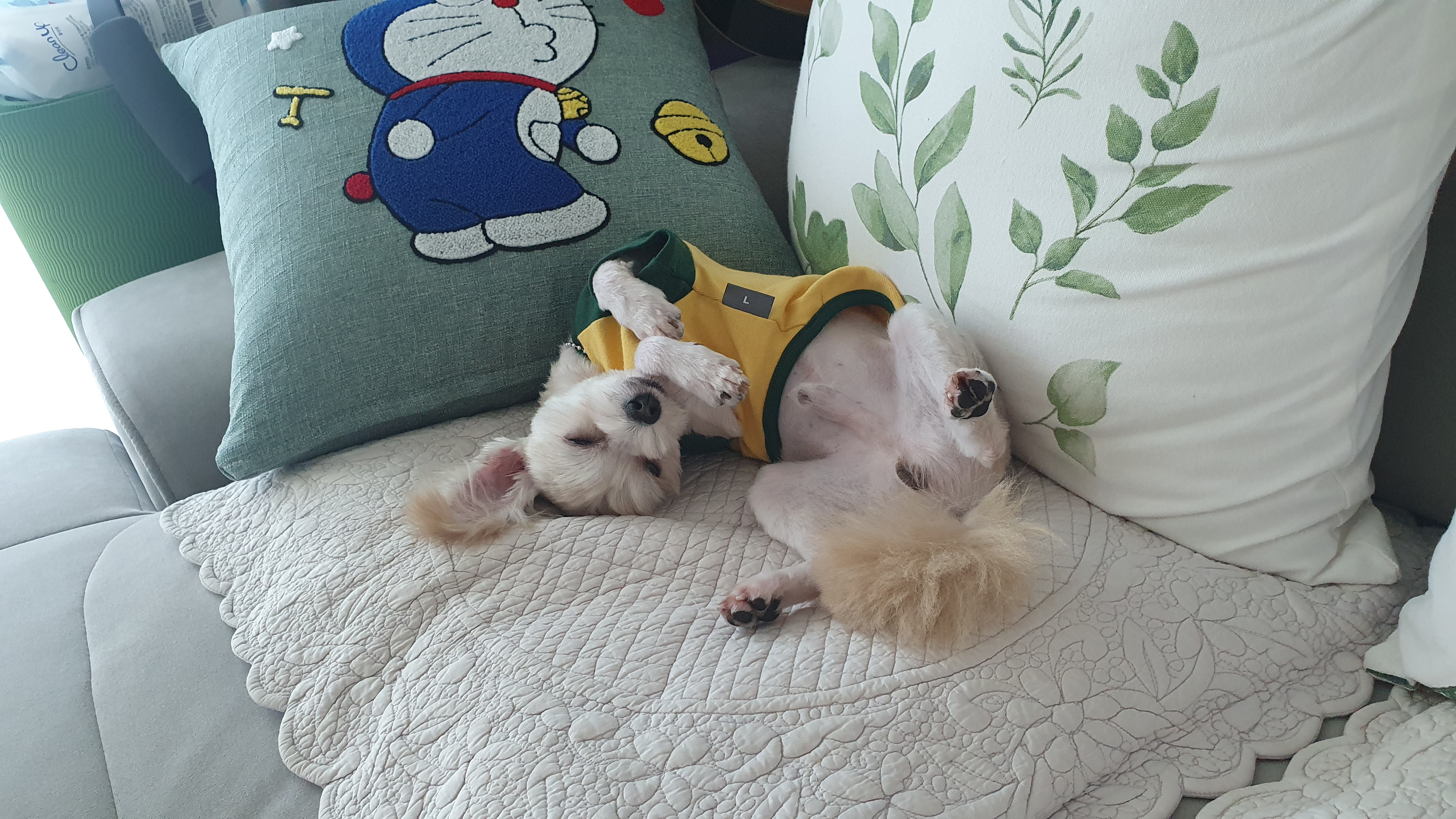 산쵸(구 오유) 입양 후 한 달이 되었습니다~!