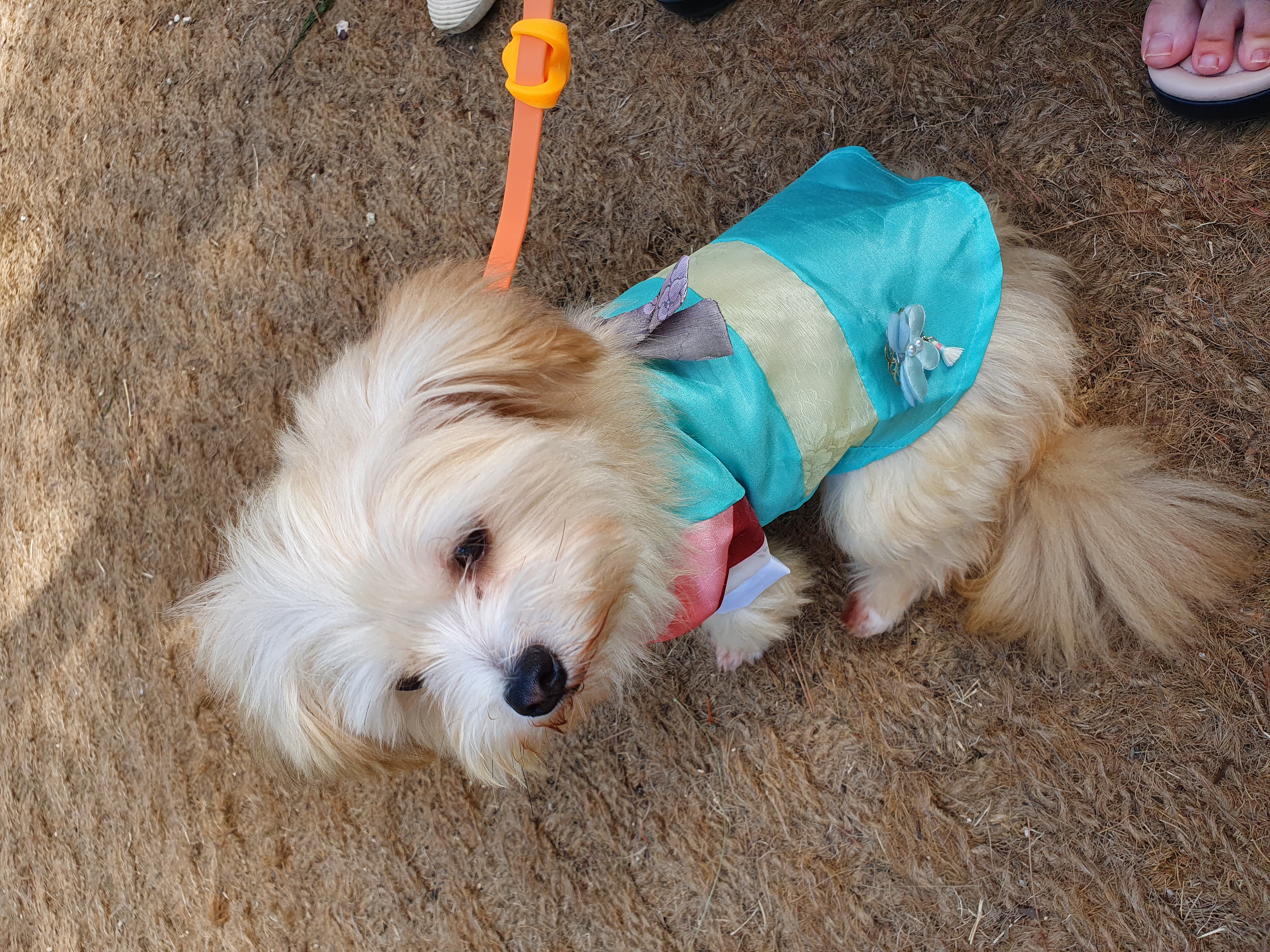 산쵸(구 오유) 입양 후 한 달이 되었습니다~!