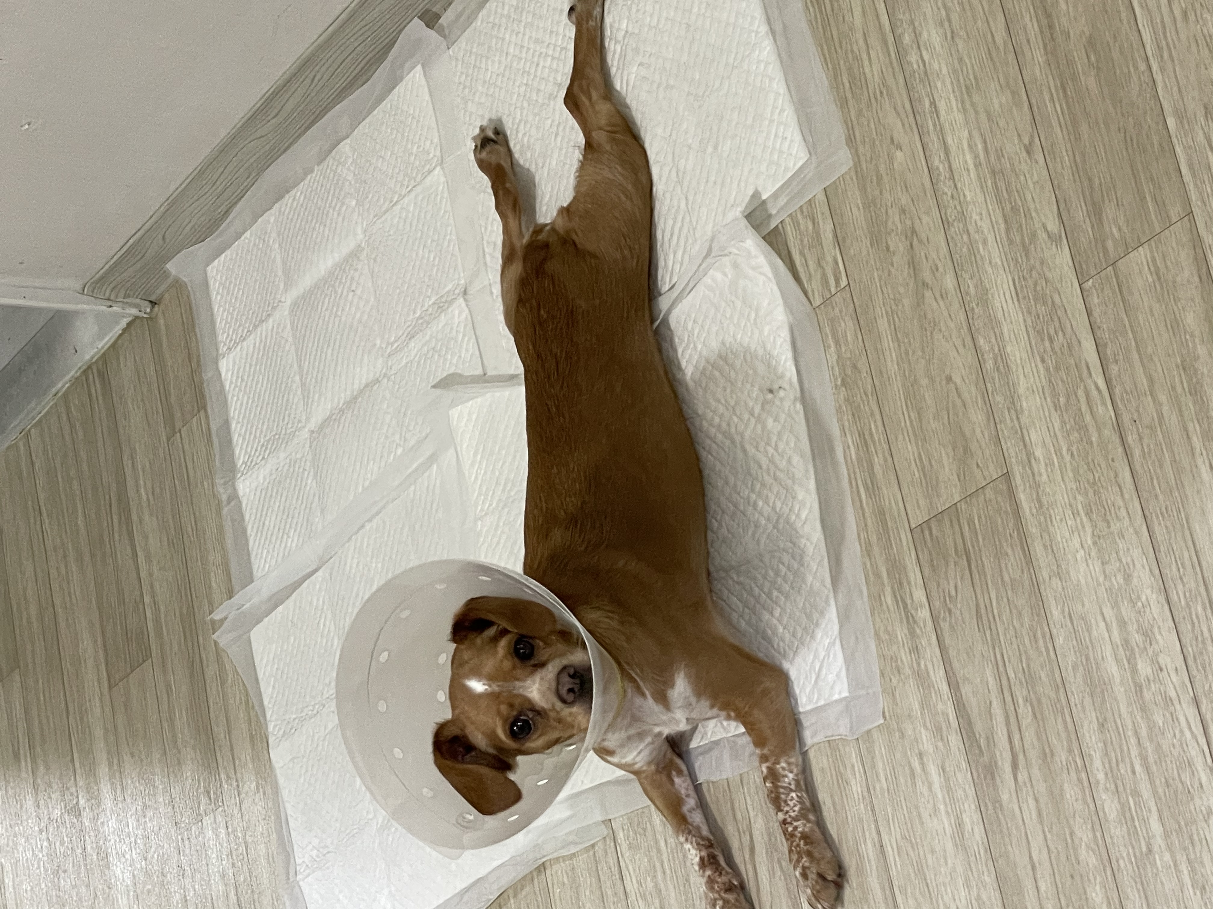 밤이(삐삐)소식을 전합니다