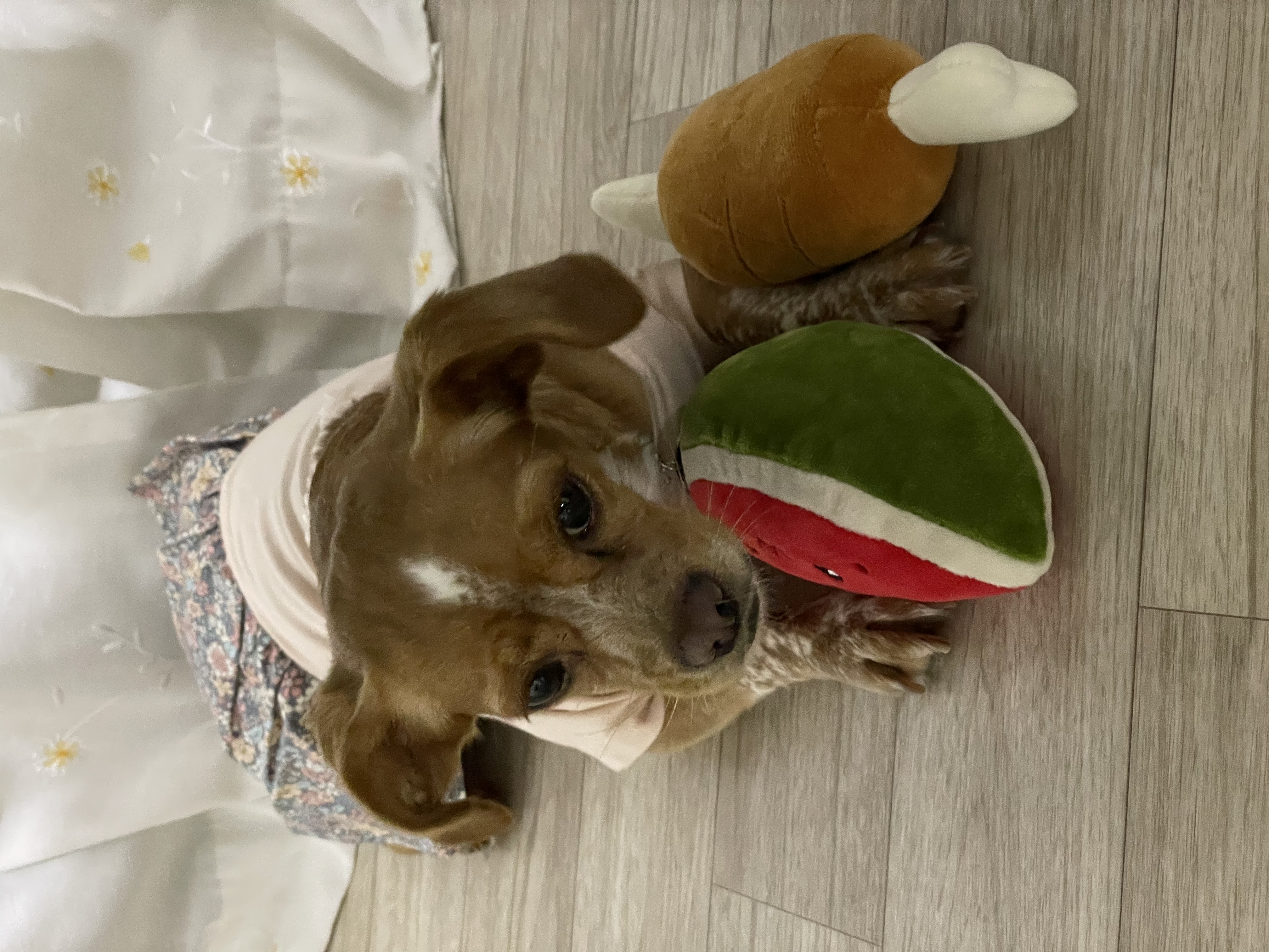 밤이(삐삐)소식을 전합니다