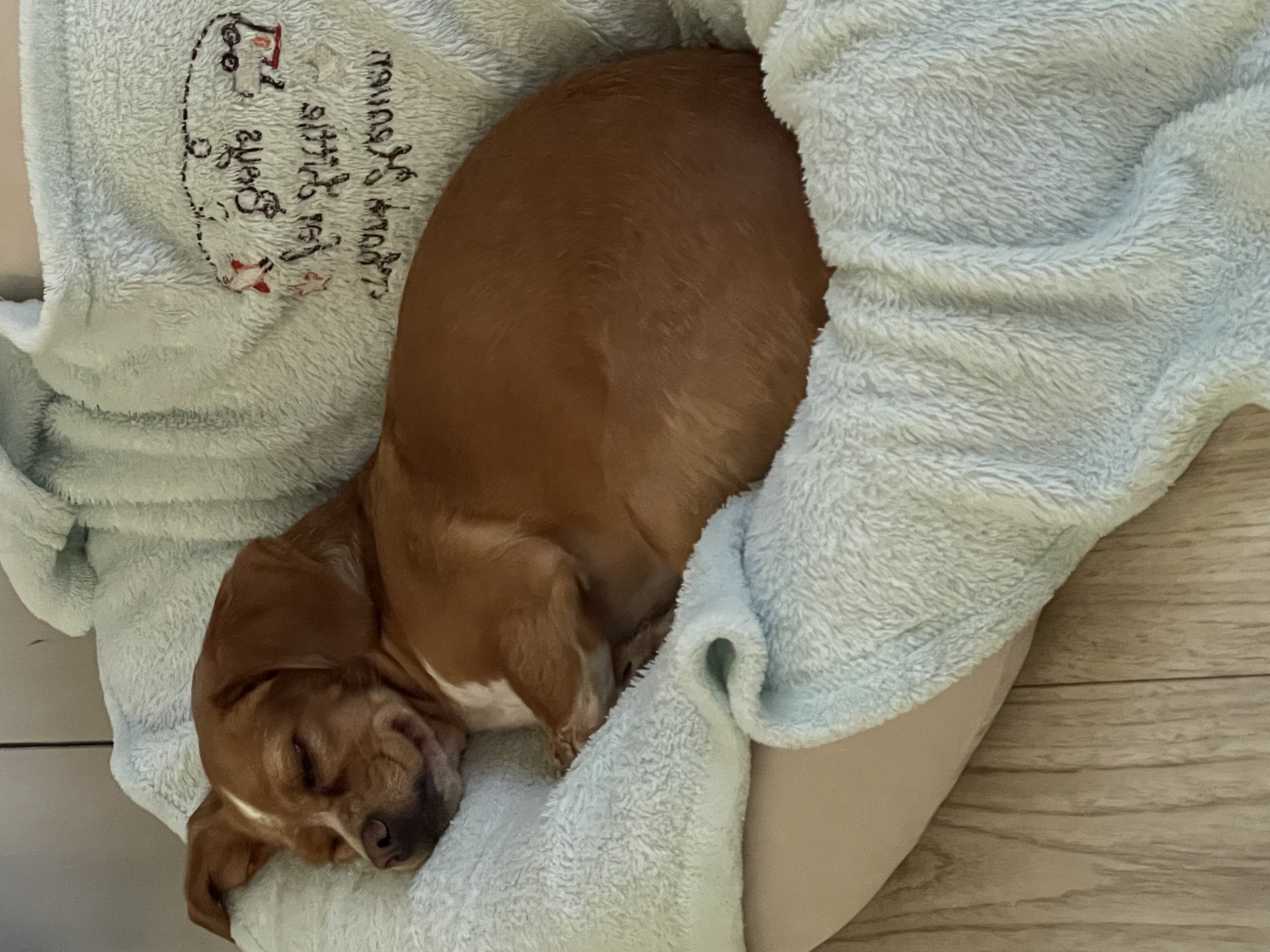 밤이(삐삐)소식을 전합니다