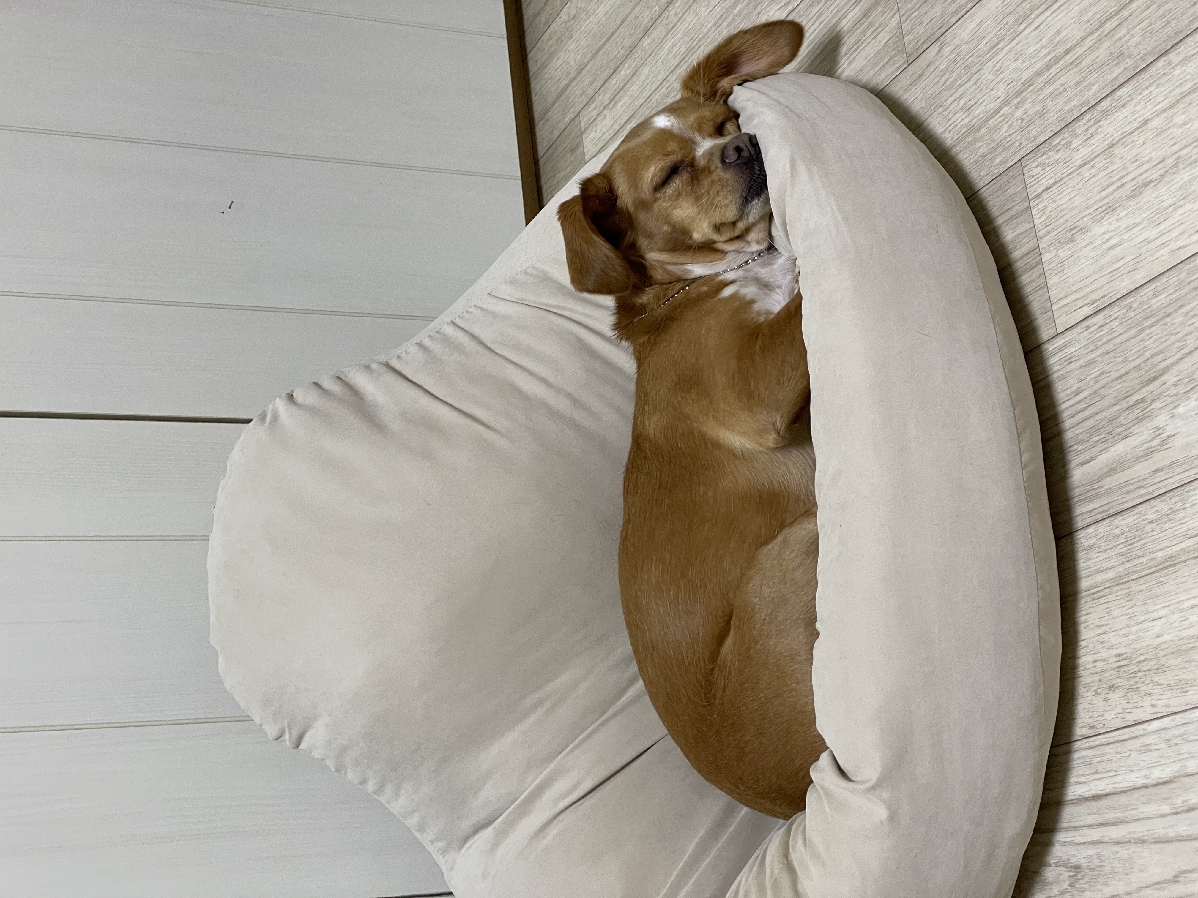 밤이(삐삐)소식을 전합니다