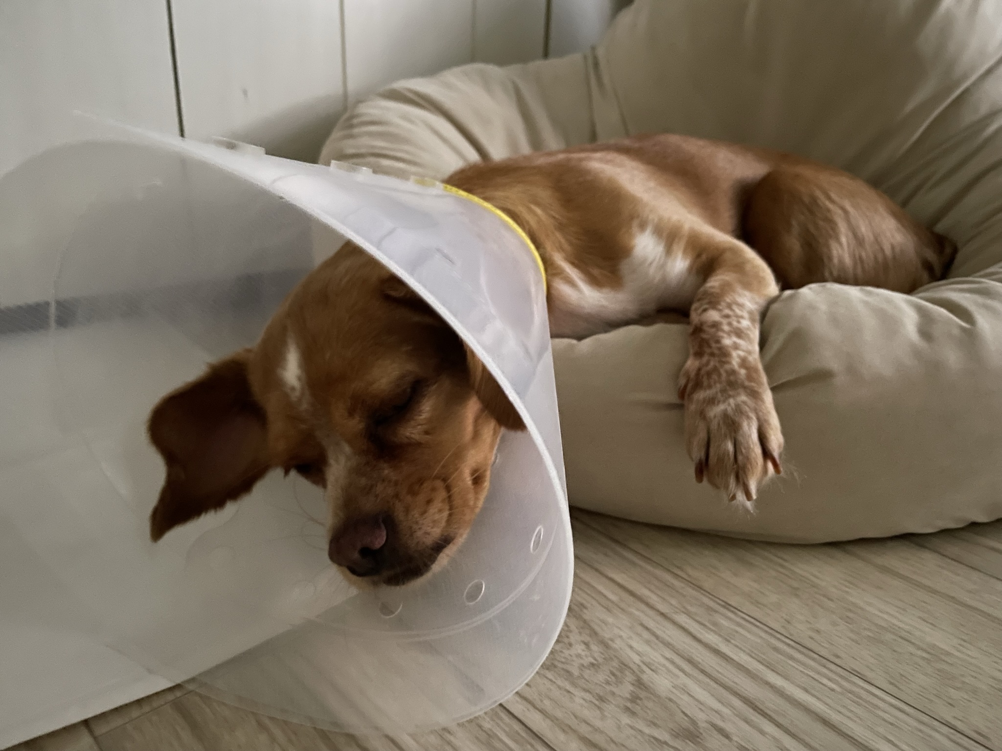 밤이(삐삐)소식을 전합니다